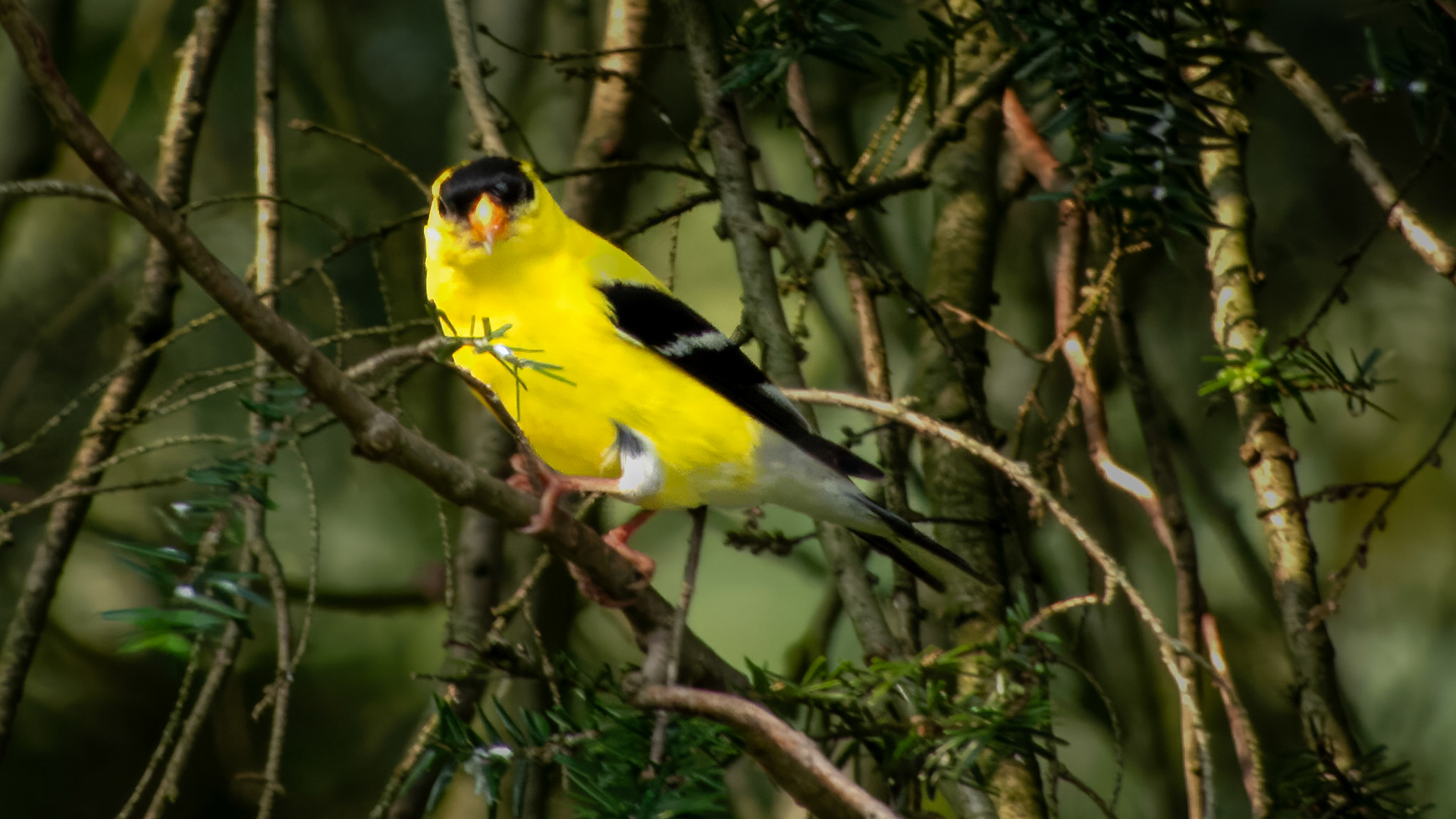 American Goldfinch @ Mount Royal,  Dover Pa