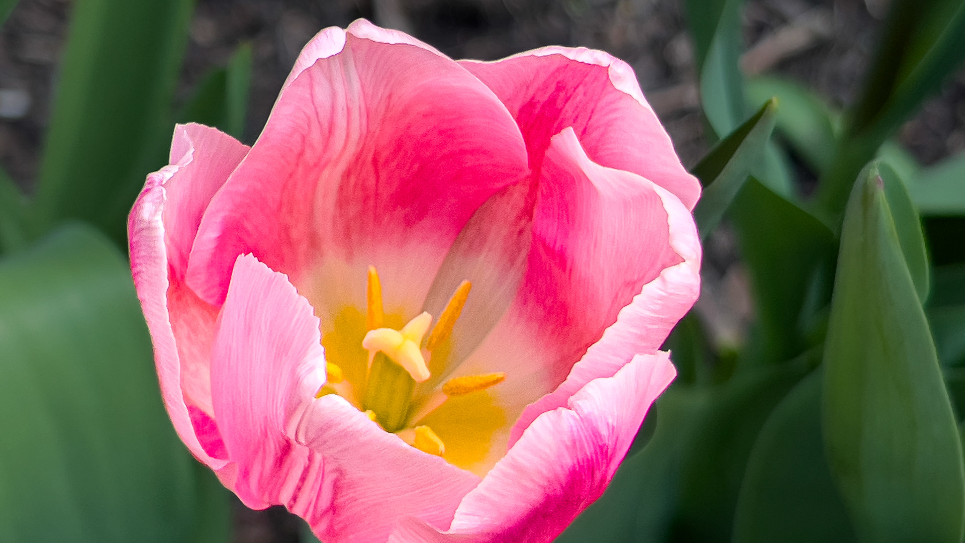 4/14/25-@ Victorian Village,  Columbus Ohio