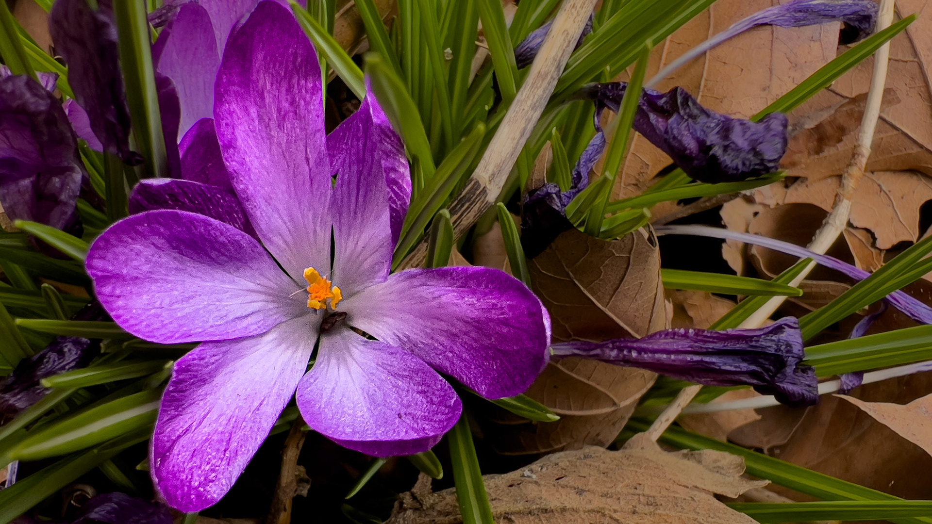 20250325- @ Victorian Village,  Columbus Ohio