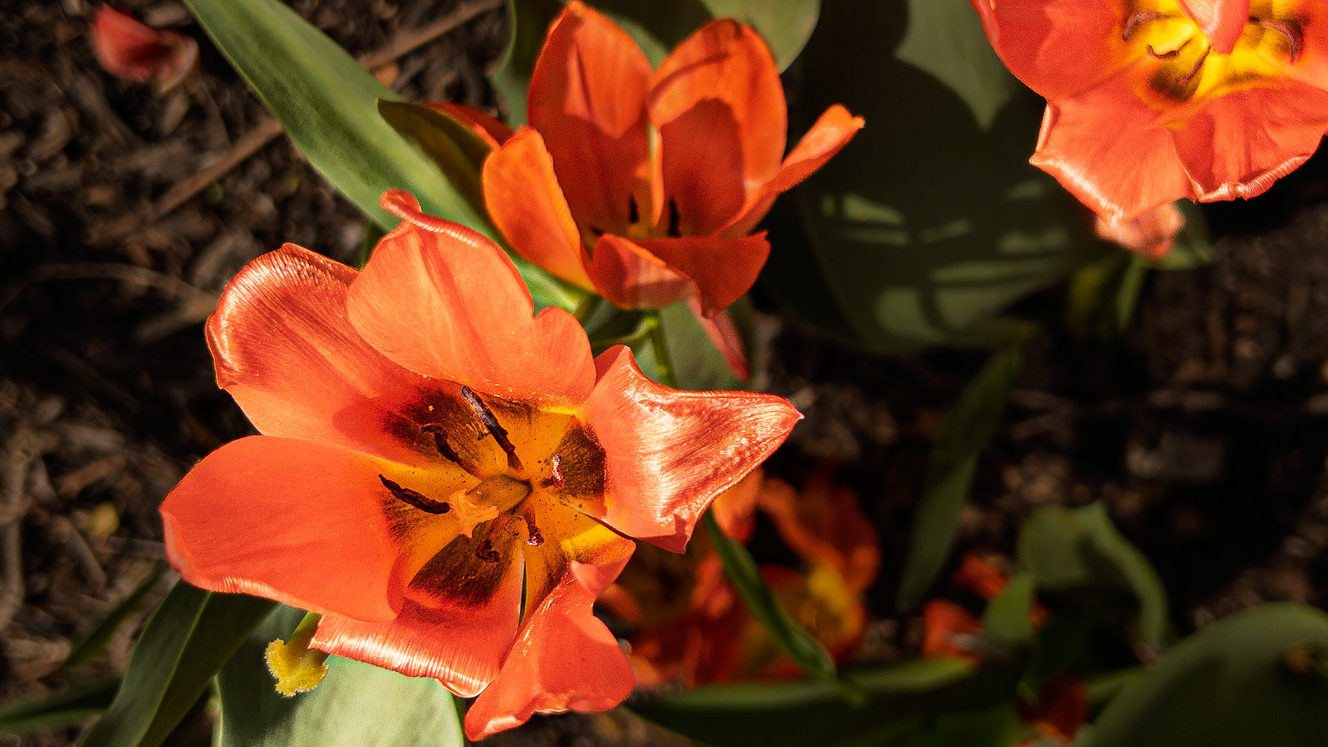 04/12/2026-Victorian Village