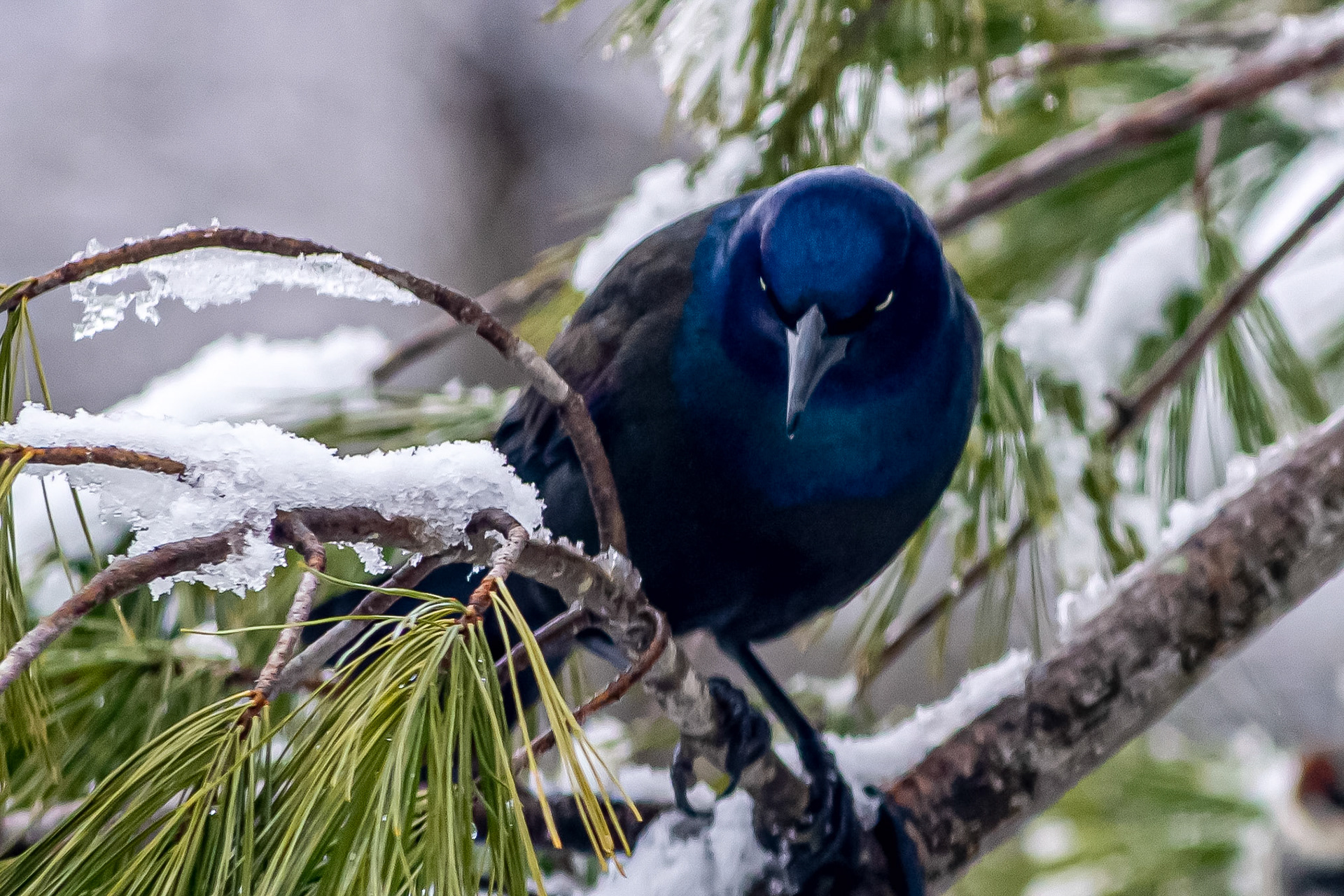 Common Grackle @ McNaughten Place, Columbus