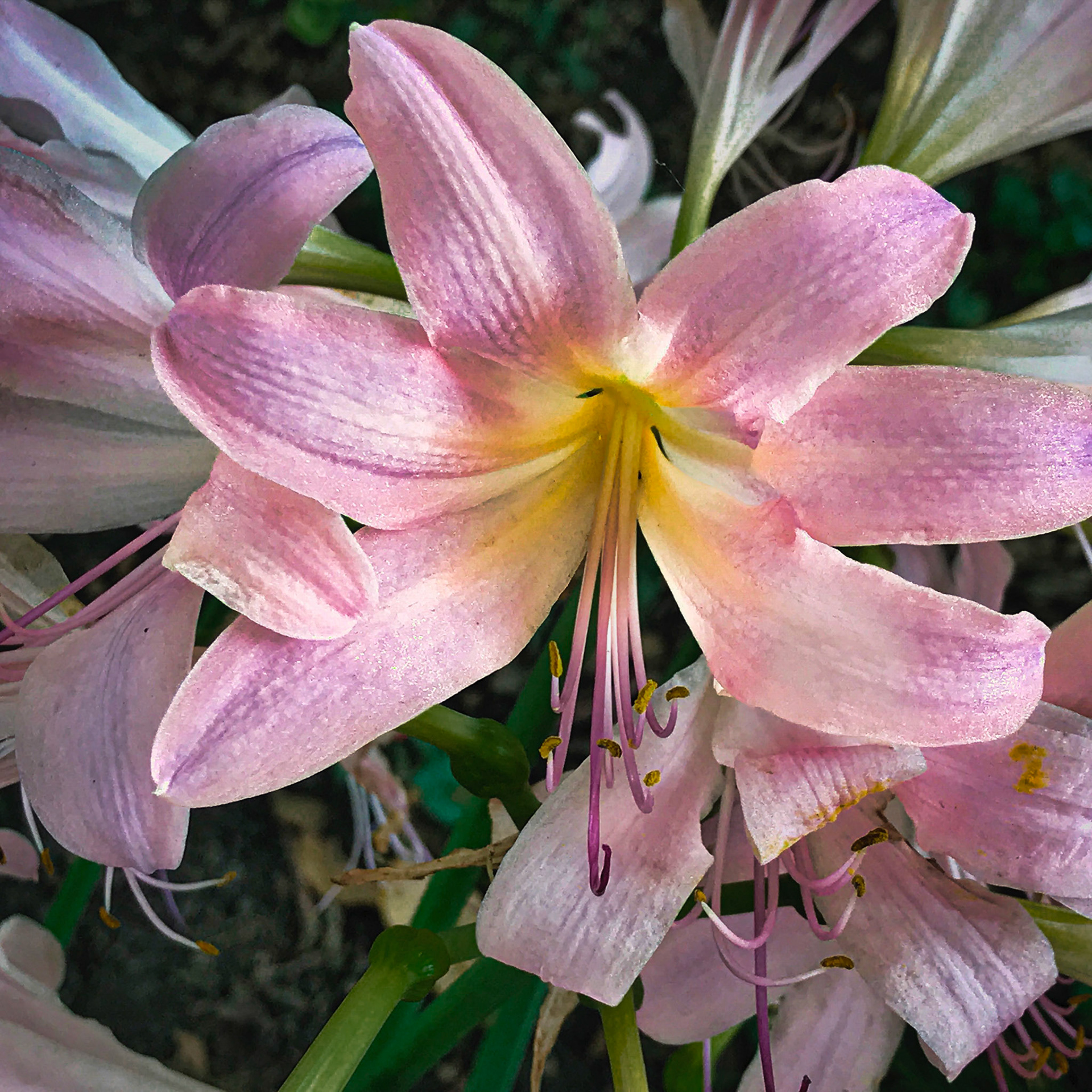 8/15/20-⁨Goodale Park⁩, ⁨Columbus⁩, ⁨Ohio⁩, ⁨United States⁩