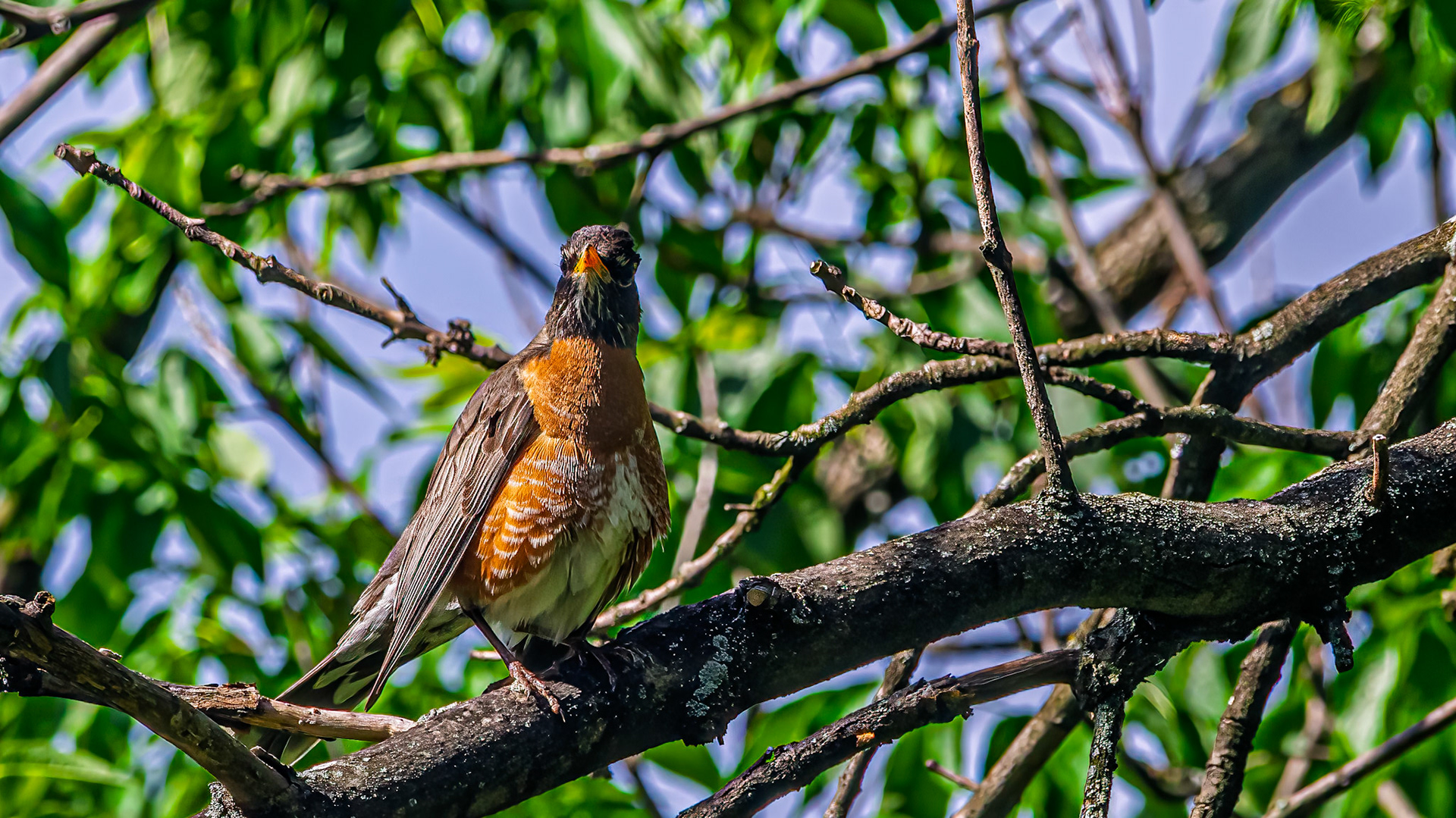 American Robin @ McNaughten Place,  Columbus Oh