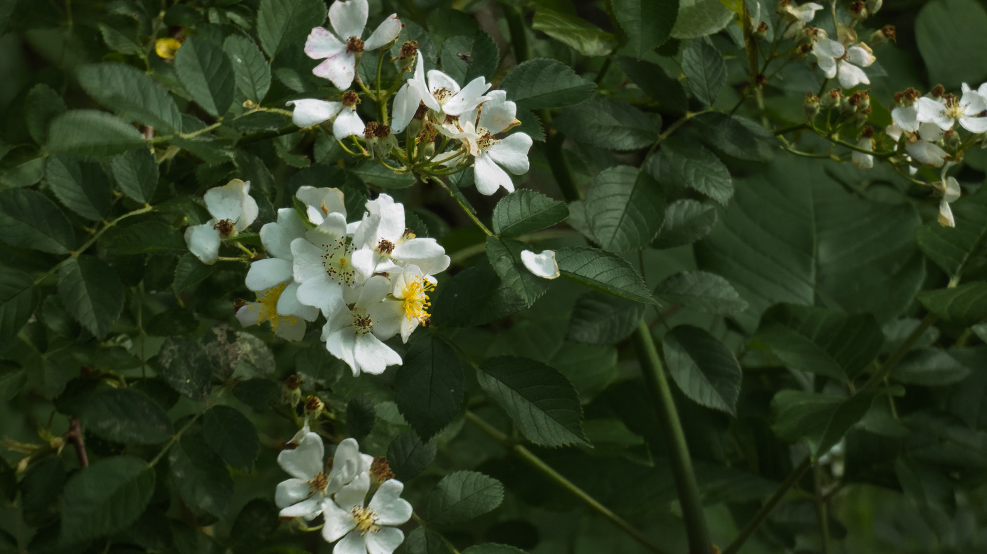 05/24/2024 @ Conkles Hollow , South Bloomingville⁩, ⁨Ohio⁩ (Multiflora Rose)