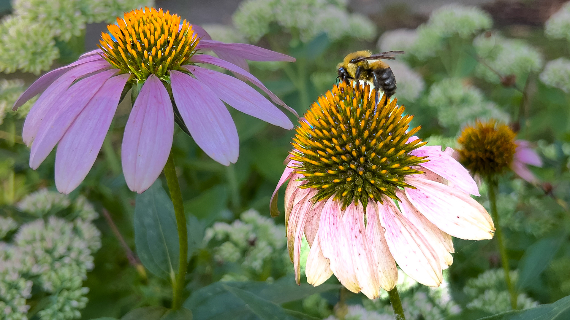 7/5/24 @ Victorian Village,  Columbus Ohio