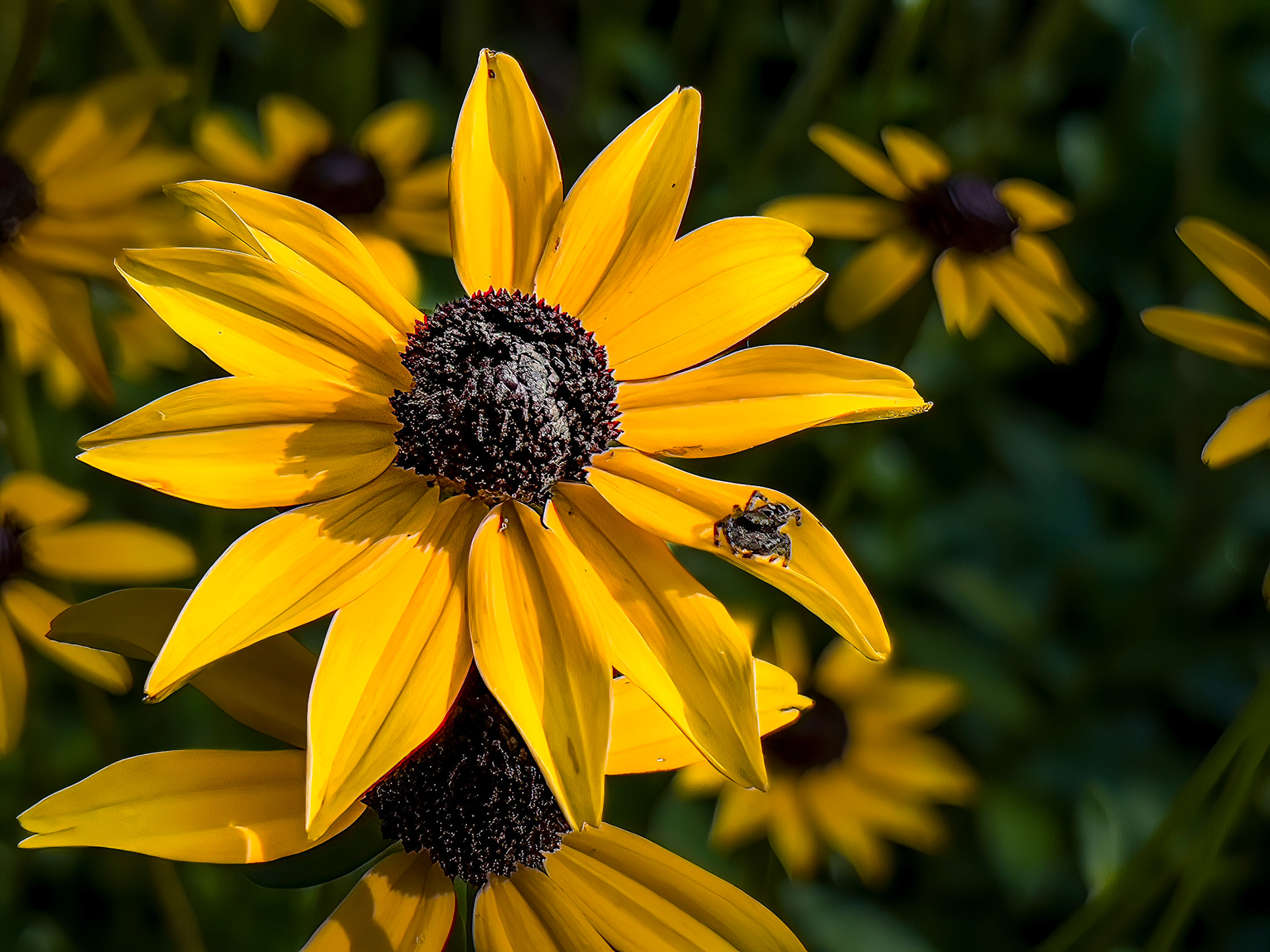 9/16/22-⁨Dawes Arboretum-Heath⁩, ⁨Ohio⁩, ⁨United States⁩