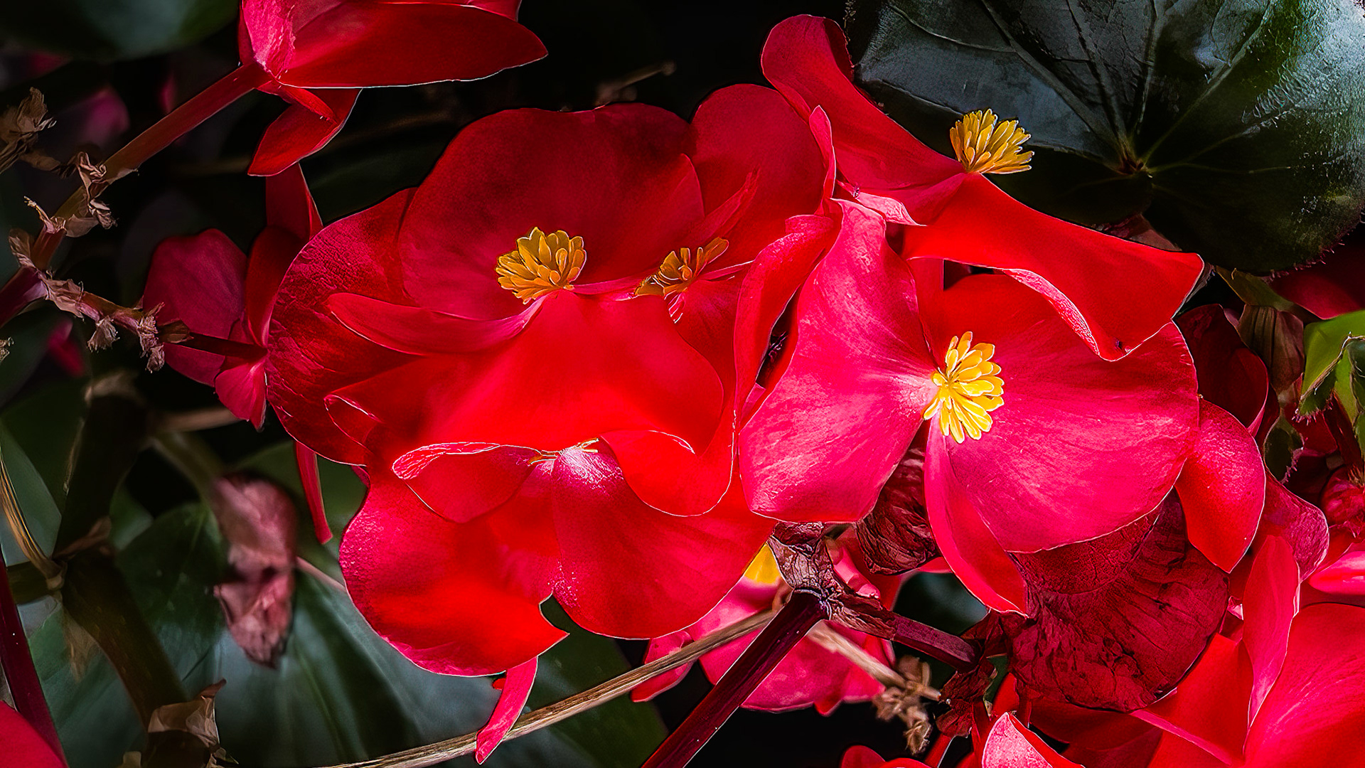 9/16/22-⁨Dawes Arboretum-Heath⁩, ⁨Ohio⁩, ⁨United States⁩