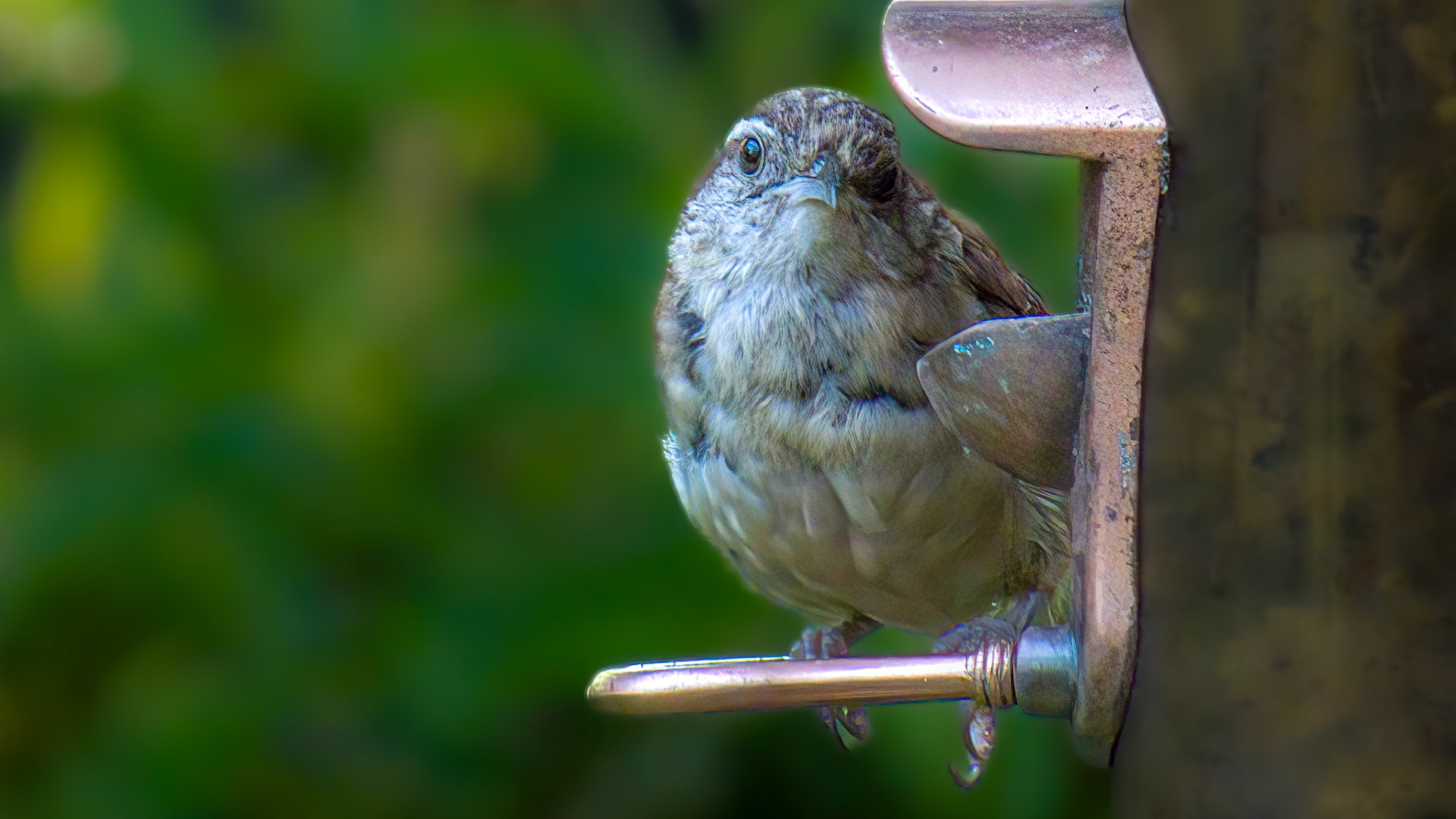 House Sparrow @ Mount Royal,  Dover Pa