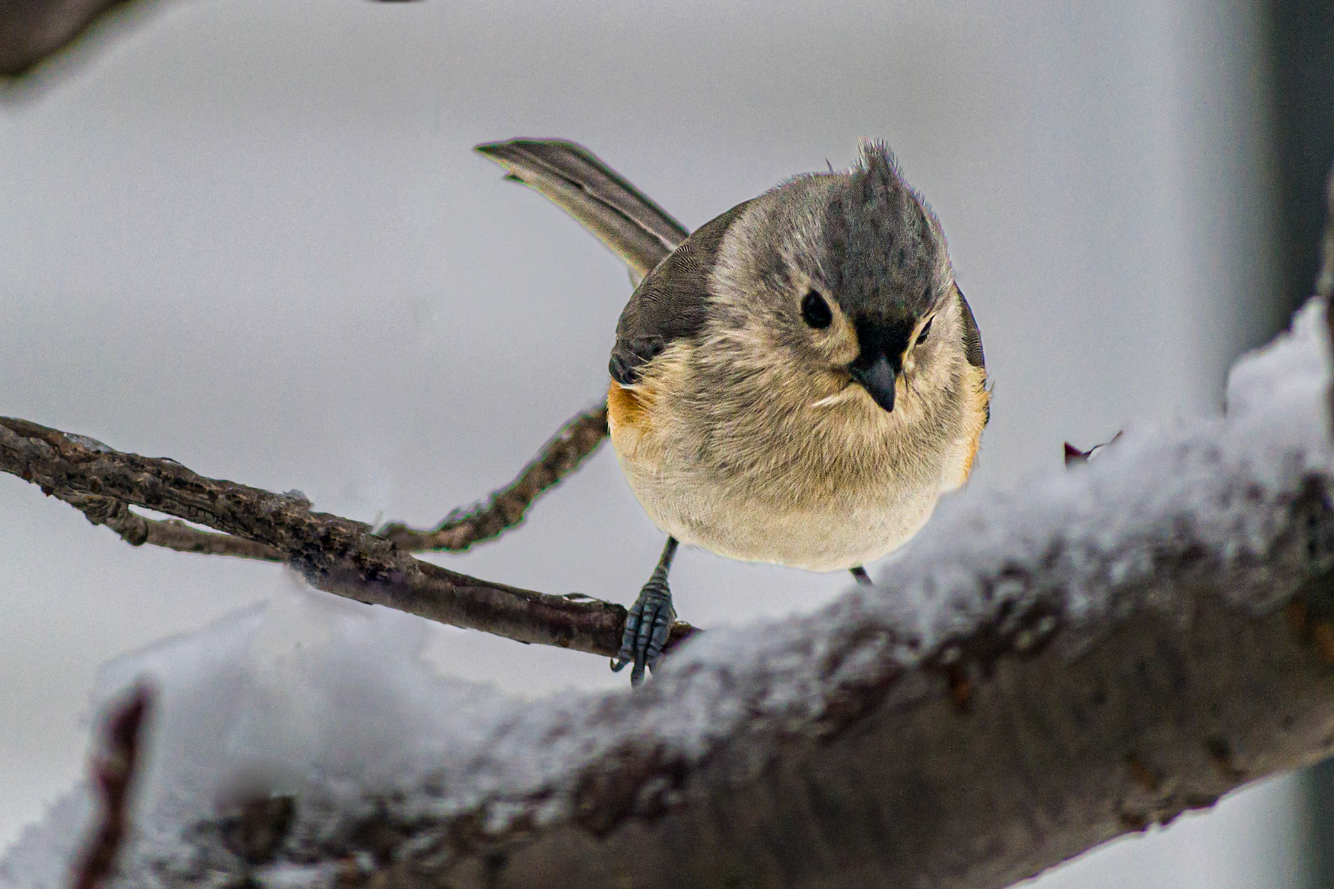 McNaughten Place-Columbus, Oh -- Tufted Titmouse