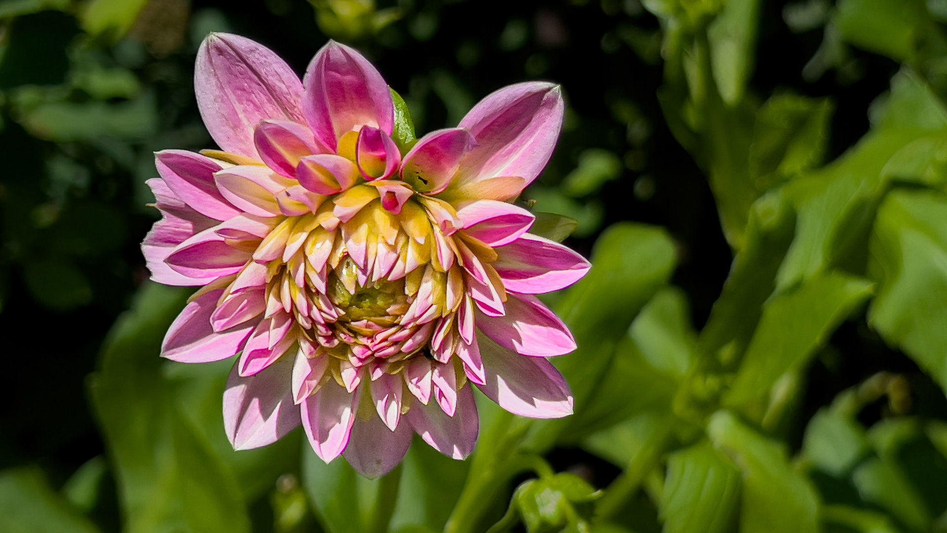 6/28/24 @ Dawes Arboretum,  Licking County Oh