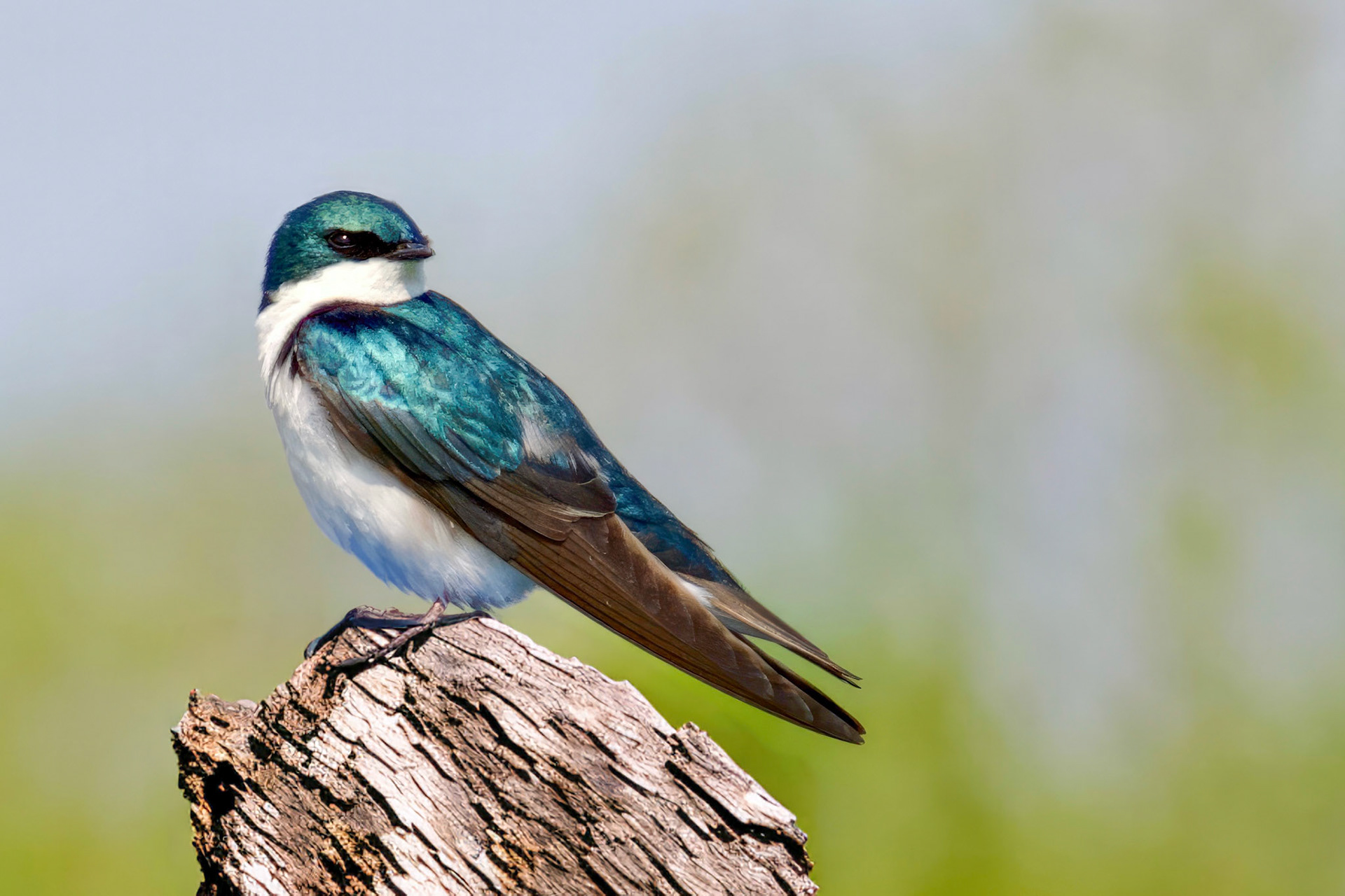 Tree Swallow @ Audubon Park,  Columbus Oh