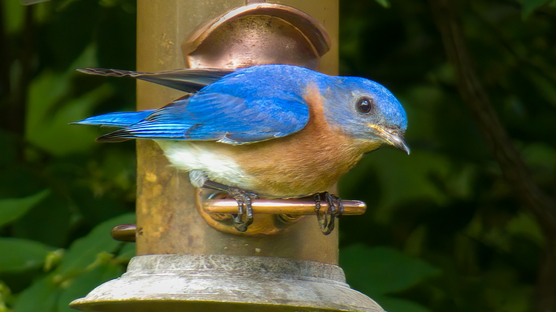 Eastern Bluebird @ Mount Royal,  Dover Pa