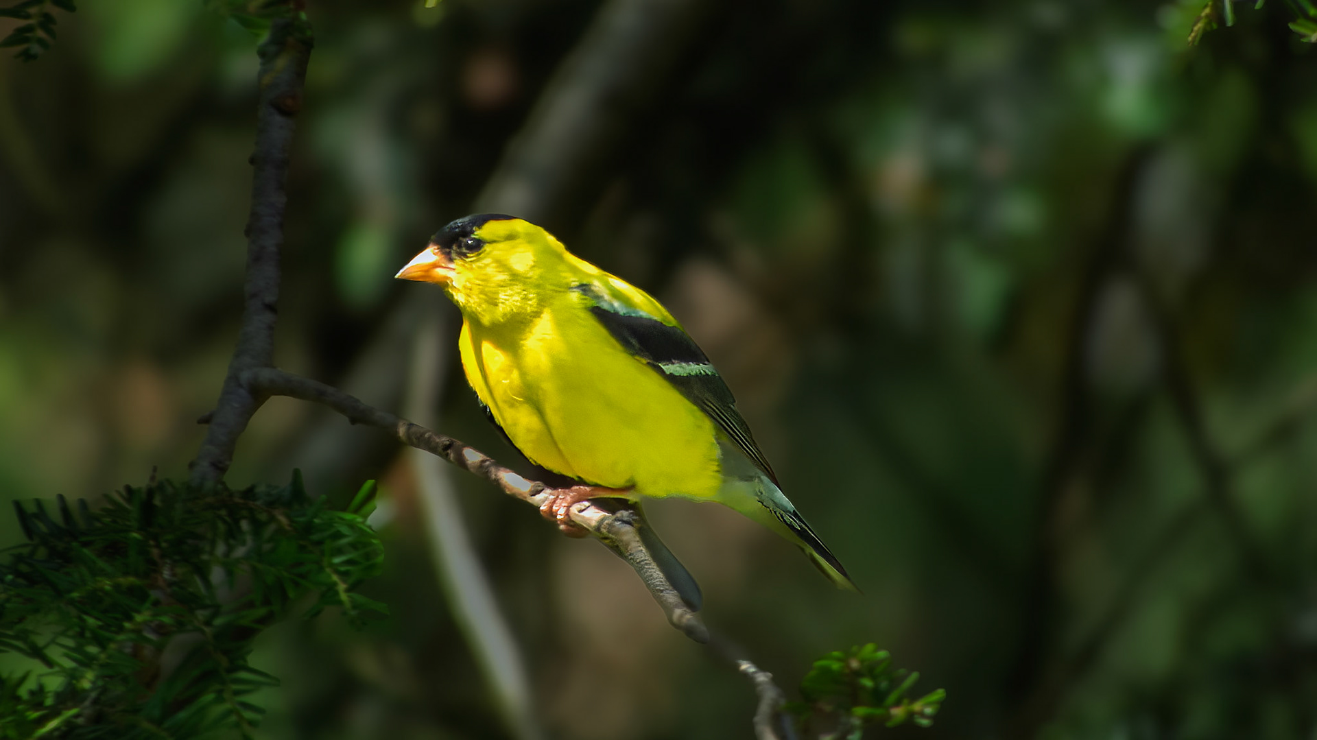 American Goldfinch @ Mount Royal,  Dover Pa