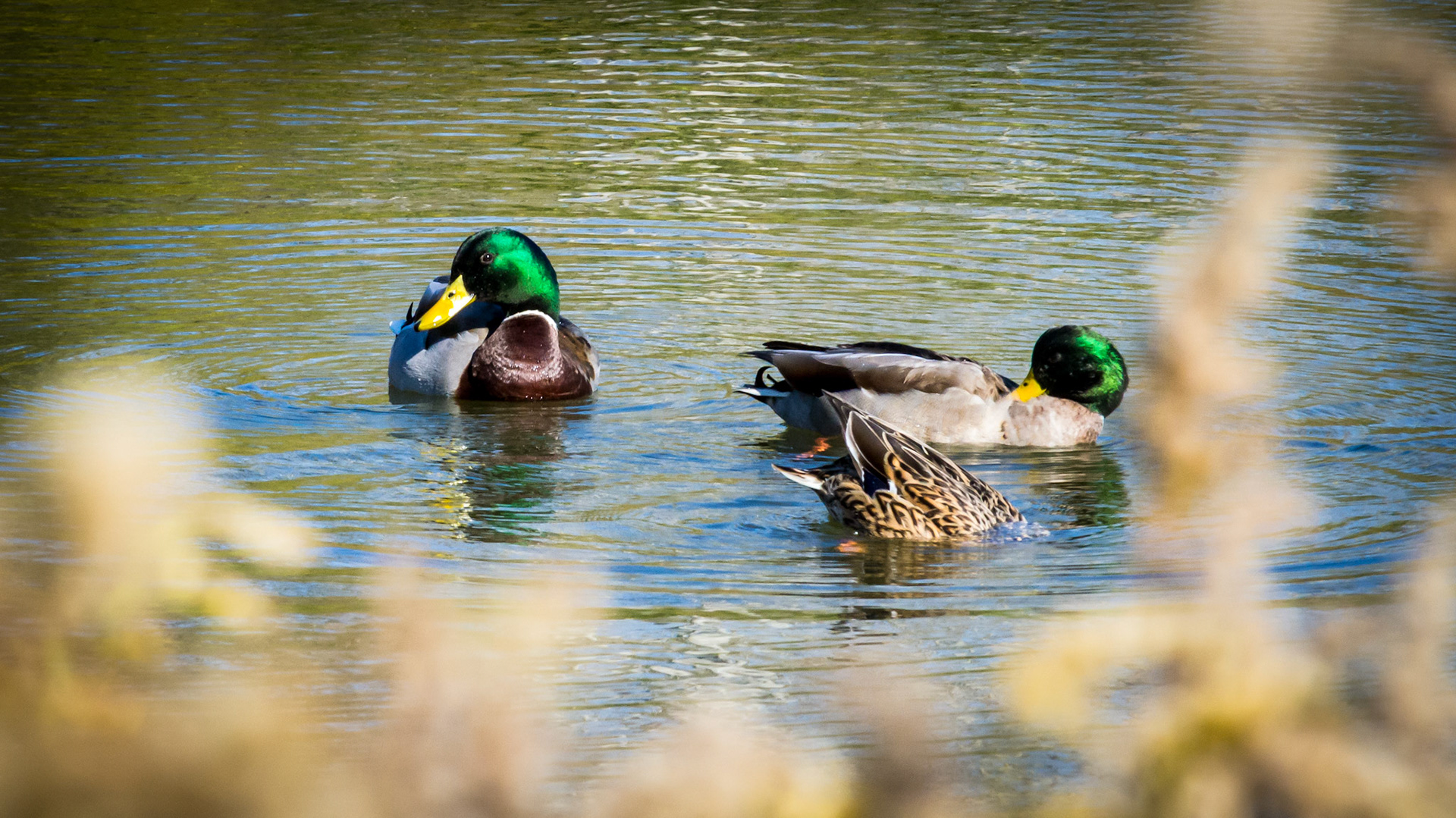 Birds, Mallard @  ⁨Scioto Audubon Metro Park⁩, ⁨Columbus⁩, ⁨Ohio⁩