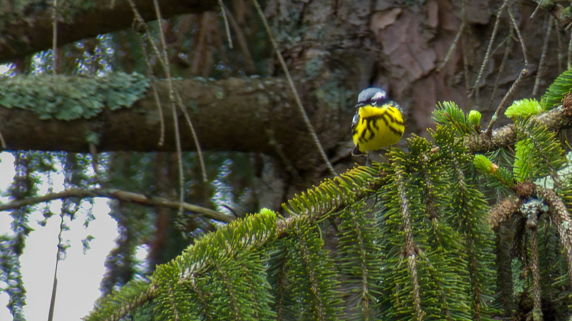 Magnolia Warbler @ Savage River Lodge,  Frostburg Md