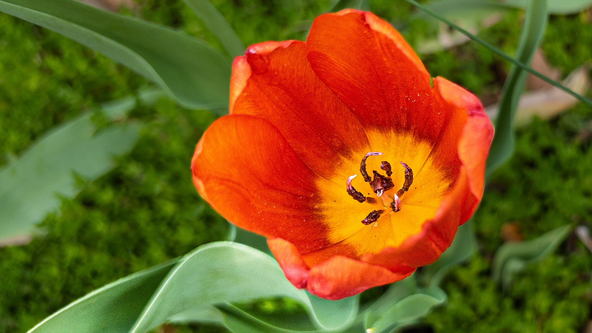 04/12/2026-Victorian Village