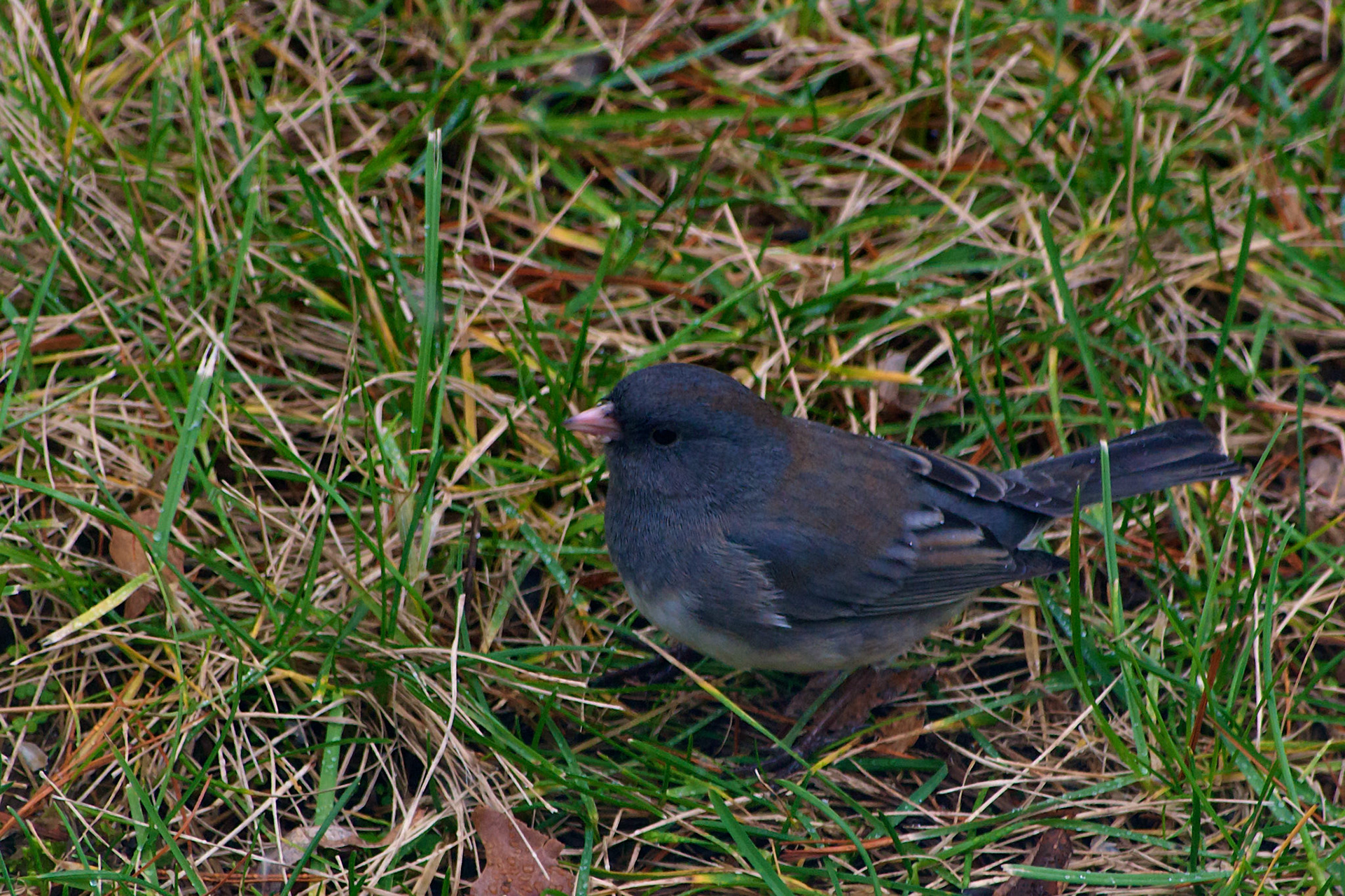 Dark-Eyed Junco @ Mount Royal, Dover Pa