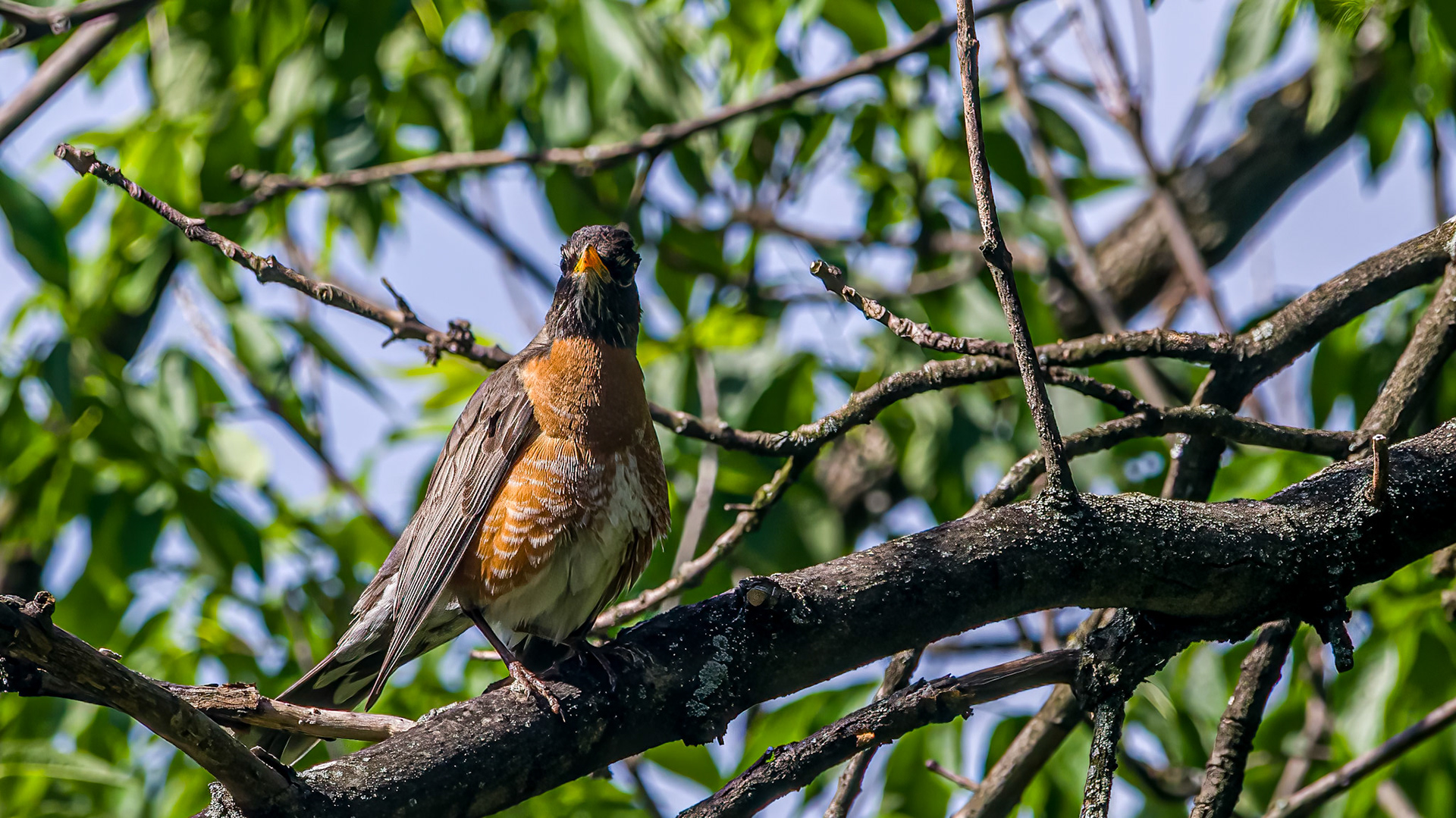 American Robin @ McNaughten Place,  Columbus Oh