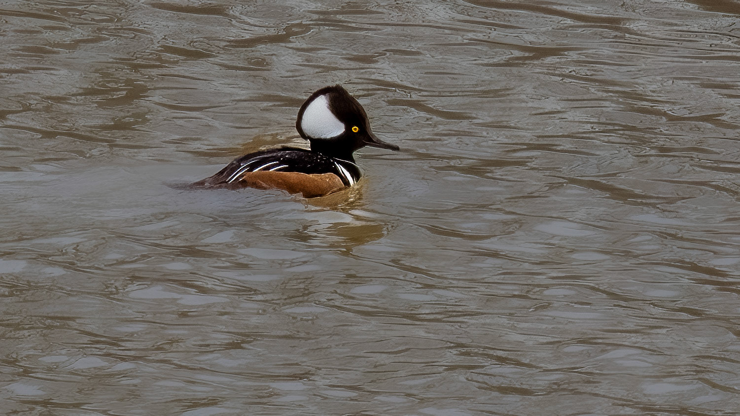 Hooded Merganser @ Scioto Audubon Park-Columbus, Oh
