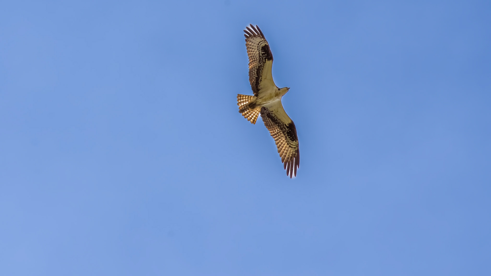 Osprey  @ Scioto Audubon Park-Columbus, Oh