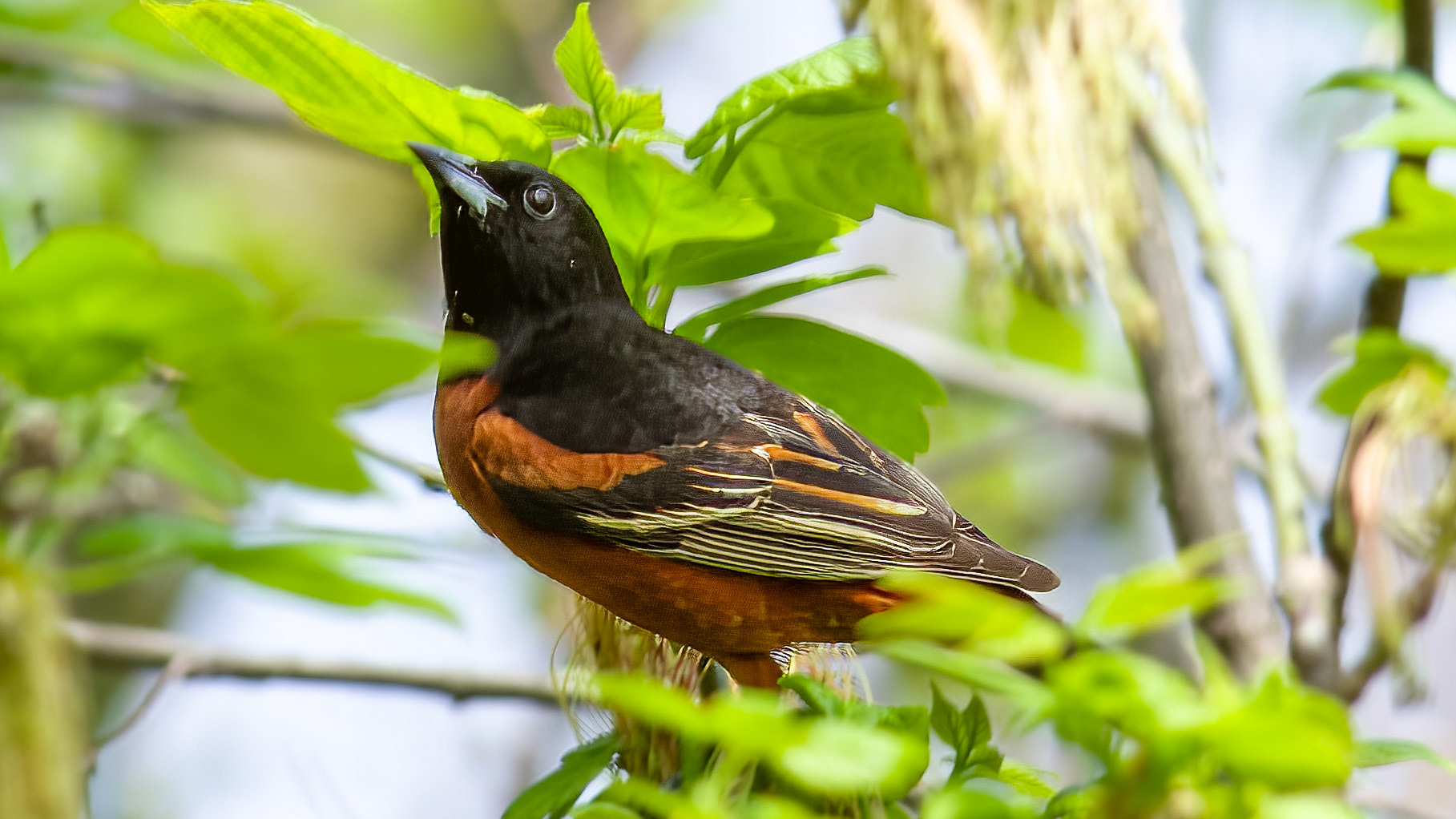 Orchard Oriole @ Scioto Audubon Park-Columbus, Oh