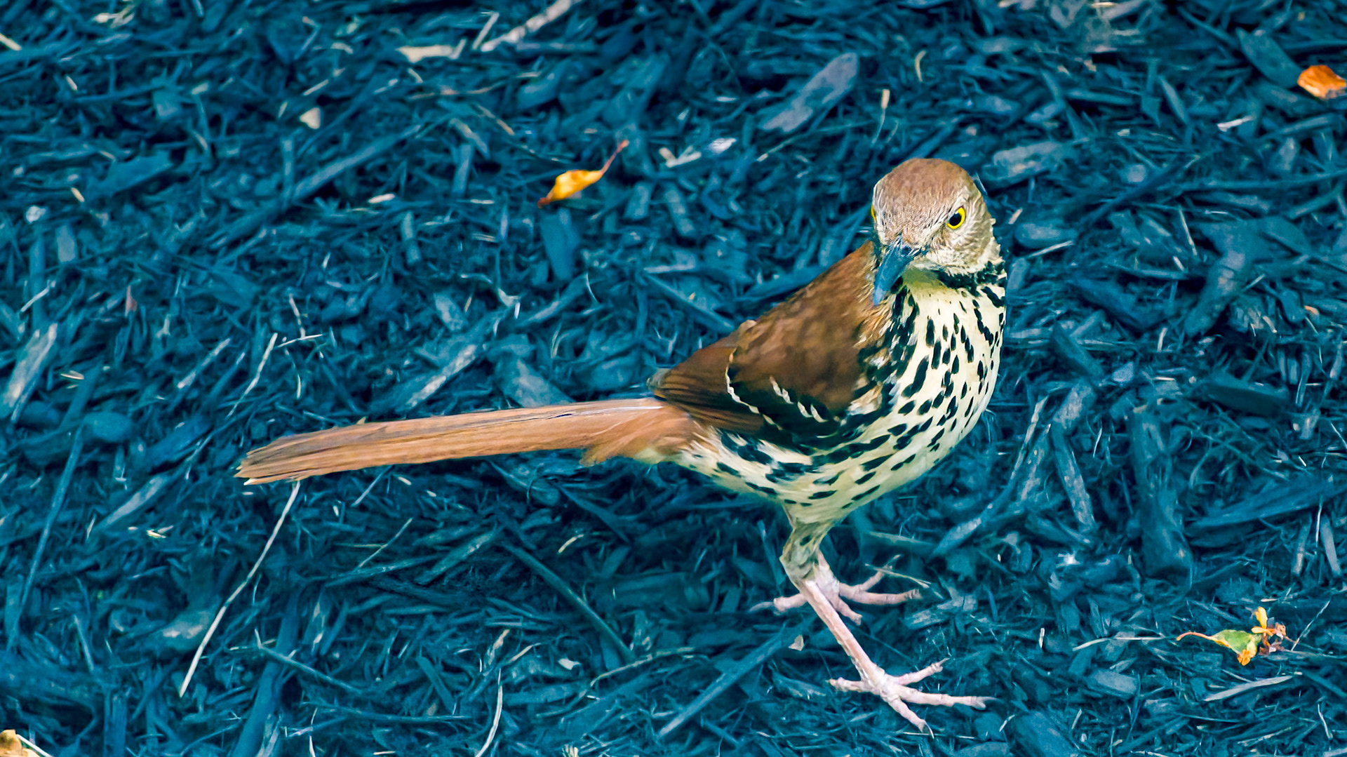 Brown Thrasher @ McNaughten Place,  Columbus