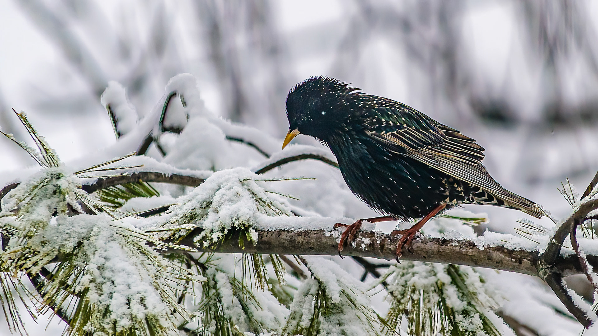 European Starling @ McNaughten Place,