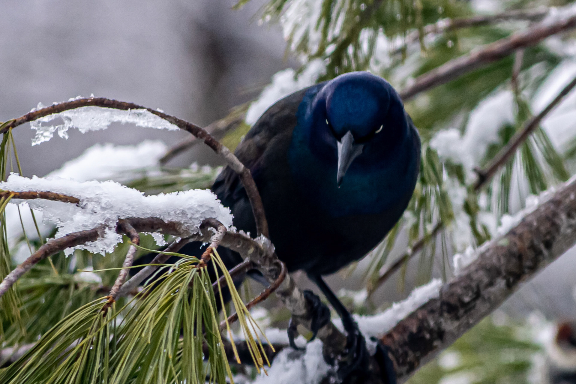 Common Grackle @ McNaughten Place, Columbus