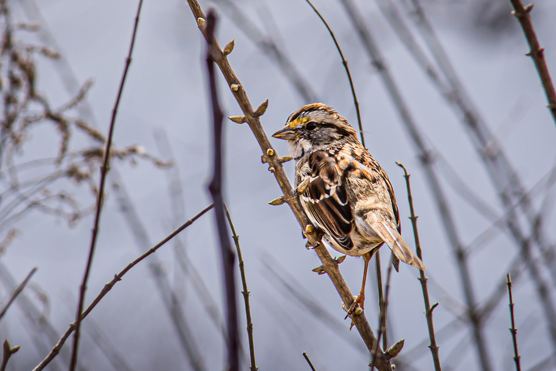 Whitethroated Sparrow  @ Scioto Audubon Park-Columbus, Oh