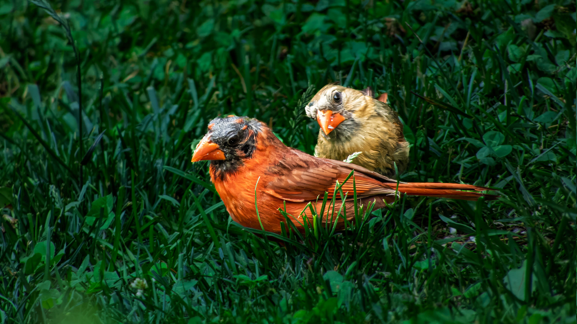 Northern Cardinal @ Mount Royal,  Dover Pa