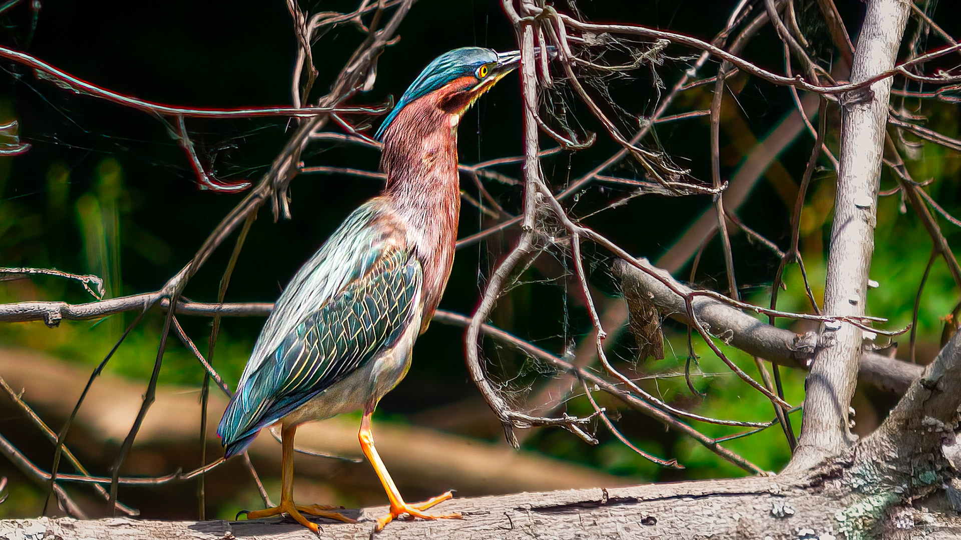 Green Heron @ Rush Creek Lake,  Rushville Oh