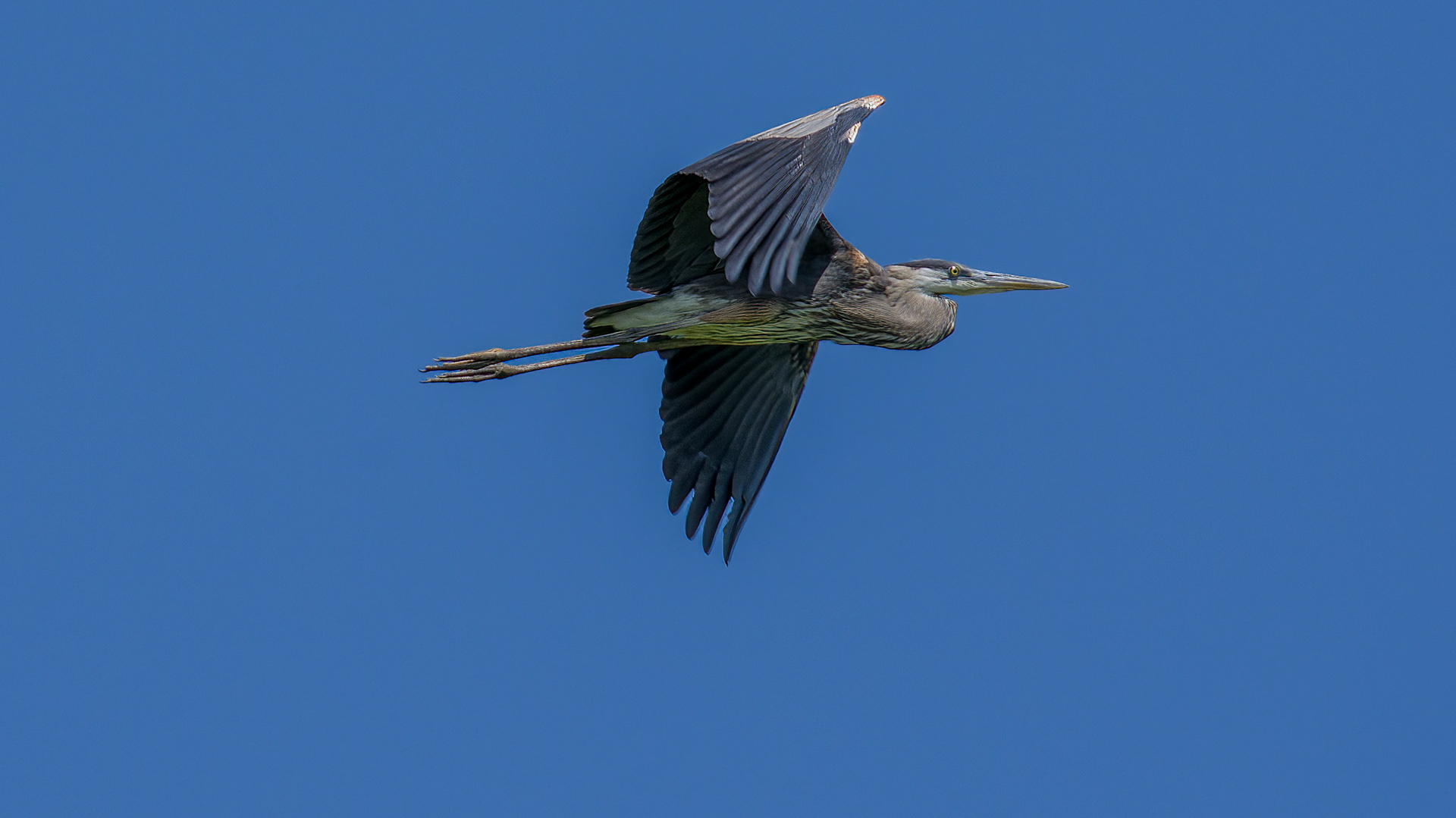 Great Blue Heron @ Audubon Park,  Columbus Oh