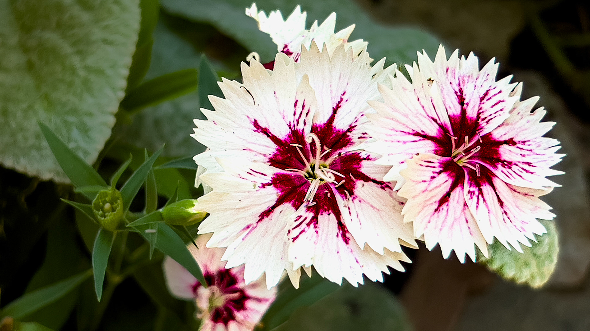 8/3/25-Victorian Village