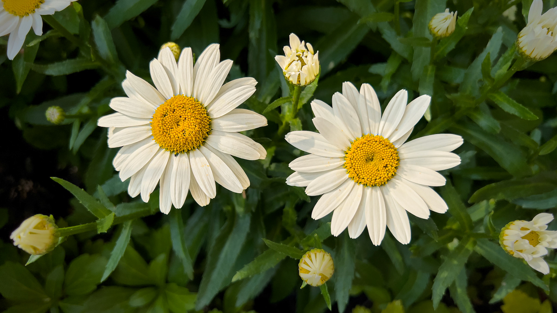 6/17/24 @ Ohio Living Westminster Thurber,  Columbus Oh