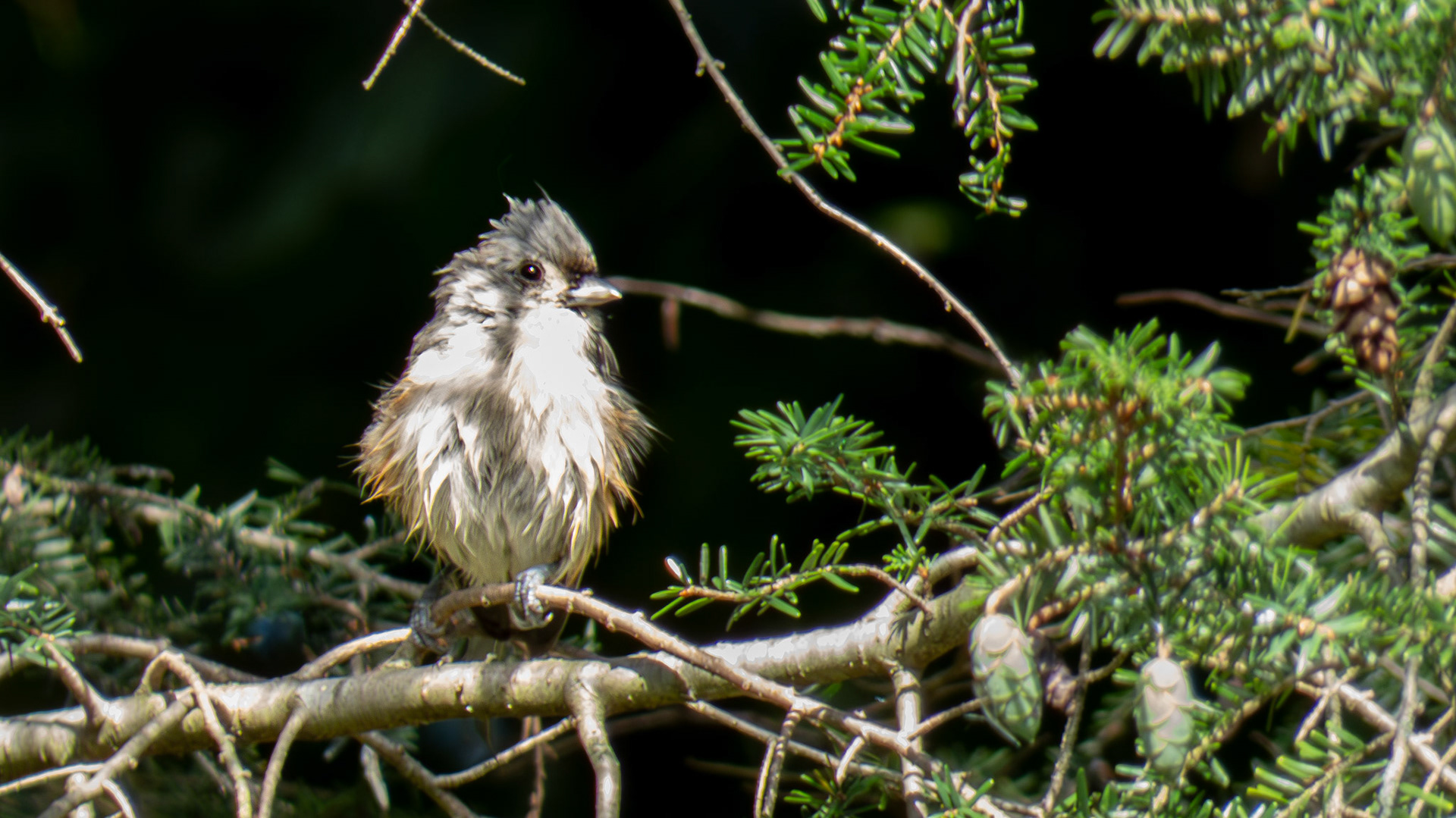 Tufted Titmouse @ Mount Royal, Dover Pa