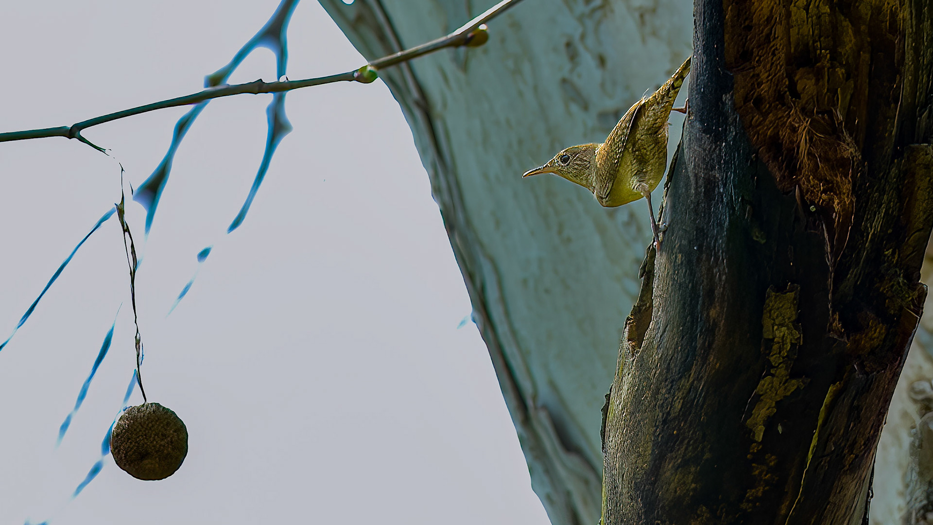 House Wren @ Audubon Park,  Columbus Oh