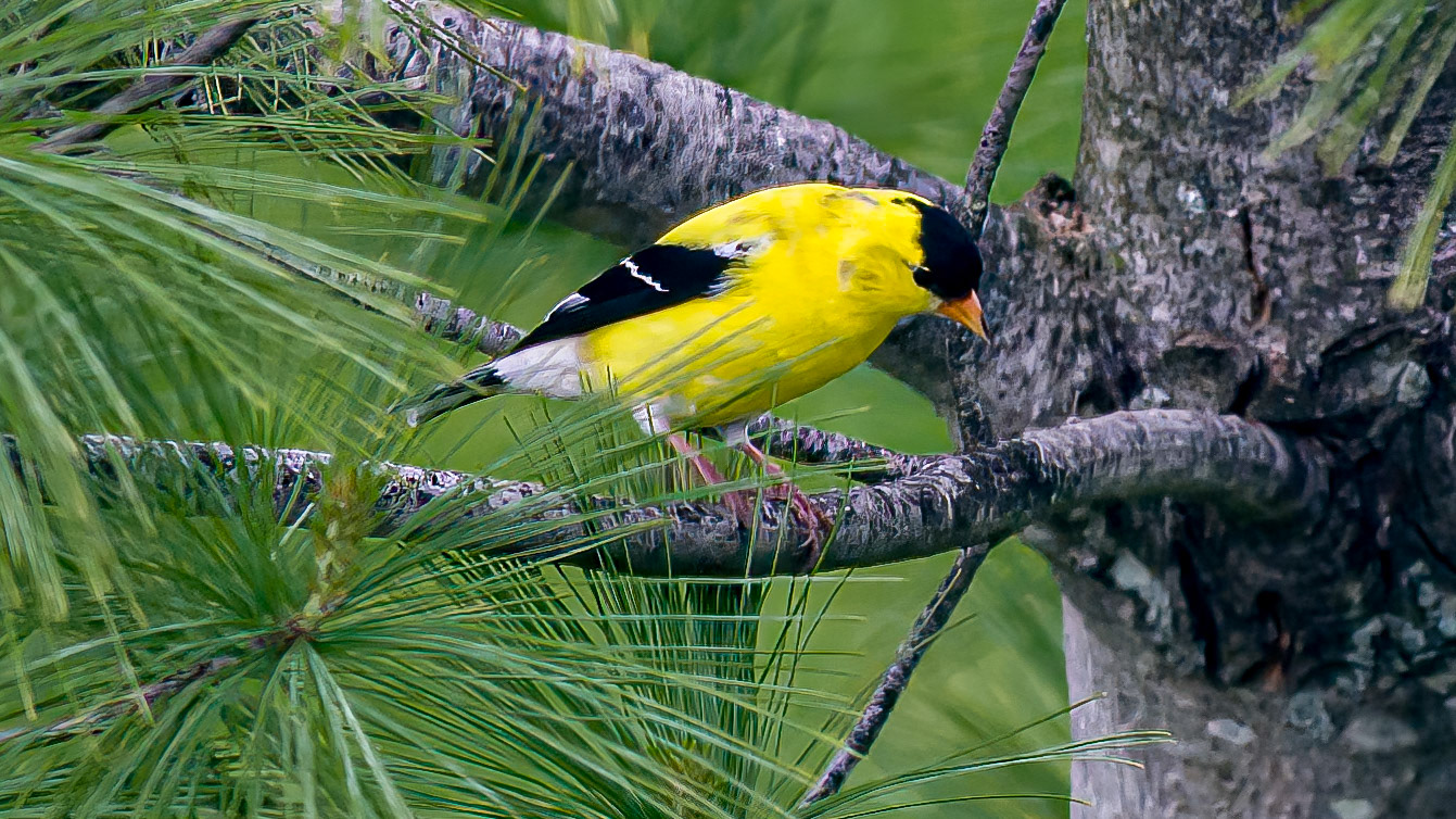 American Goldfinch @ McNaughten Place,  Columbus Oh