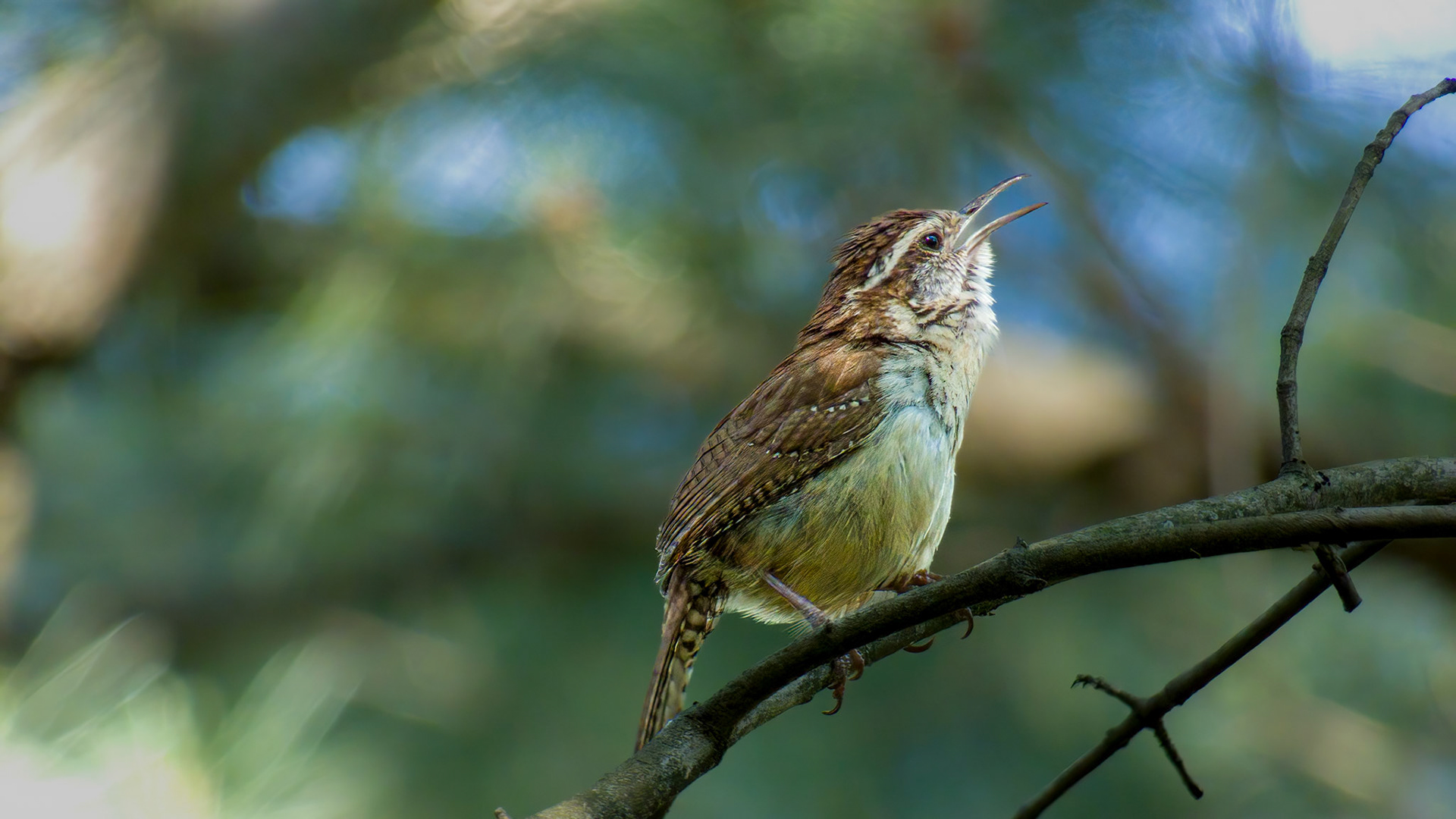 Carolina Wren @ Mount Royal,  Dover Pa