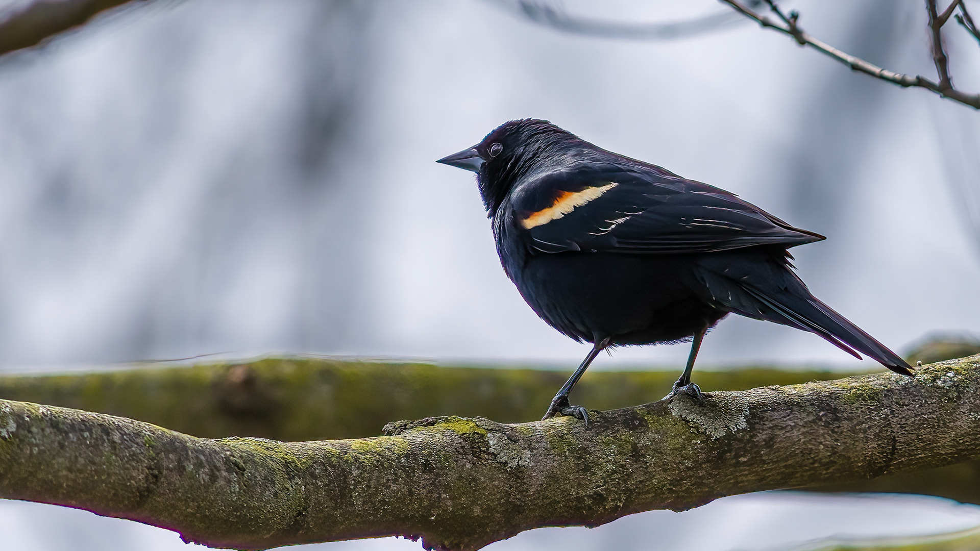 Redwinged Blackbird @ Audubon Park,  Columbus Oh