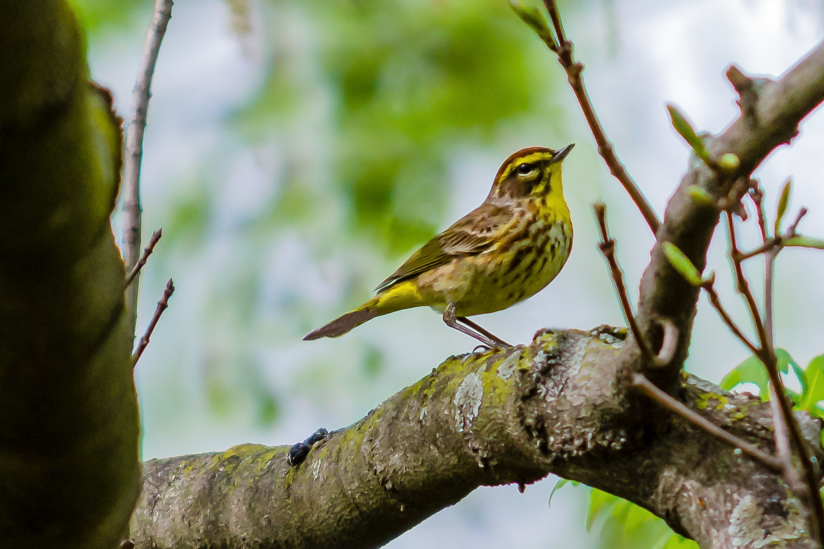 Palm Warbler  @ Scioto Audubon Park-Columbus, Oh