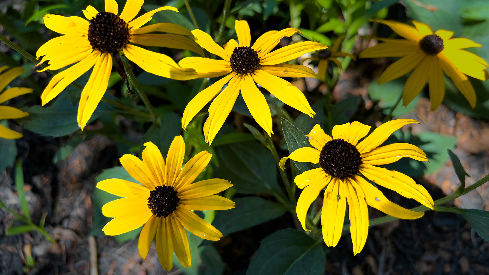 07/19/2024 @ Ye Olde Mill Utica, Ohio