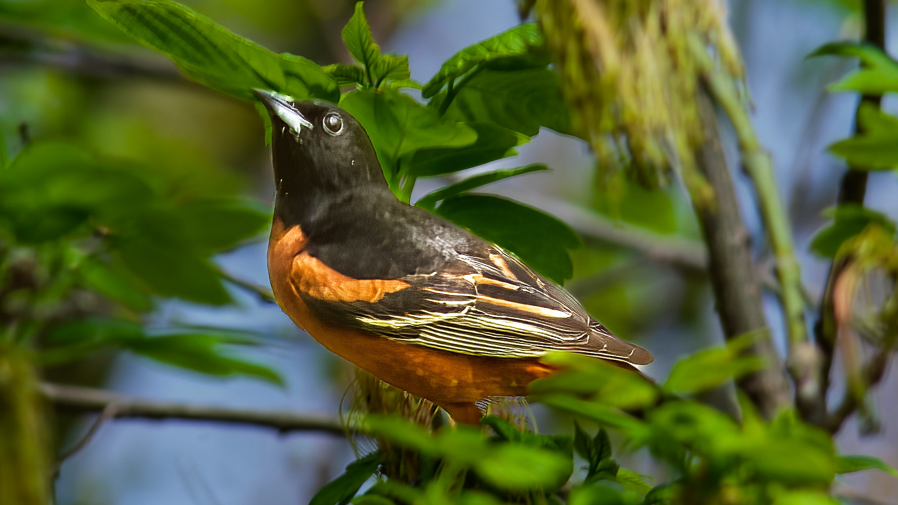 Orchard Oriole @ Scioto Audubon Park-Columbus, Oh