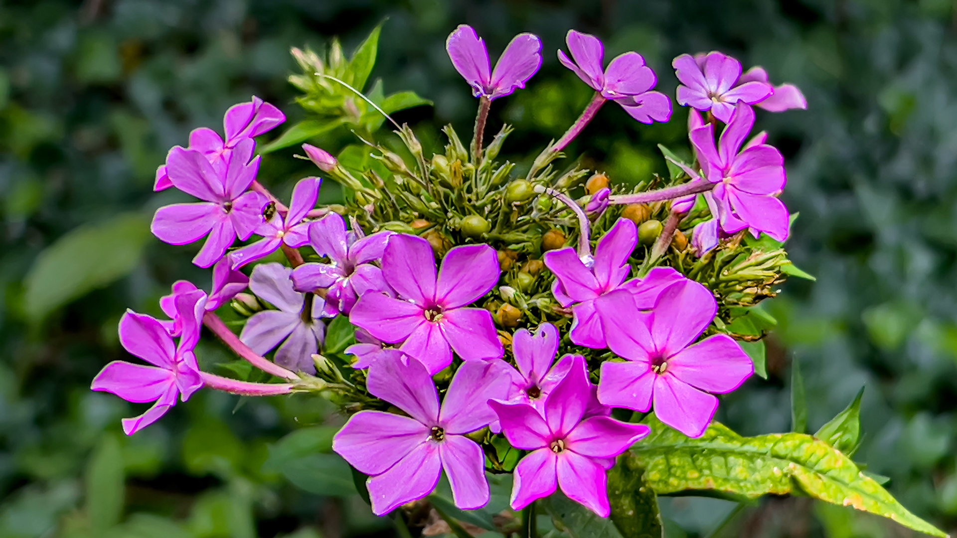 8/31/24 @ Mount Royal, Dover Pa