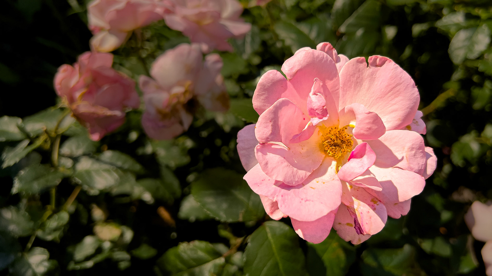 6/11/25-Ohio Living Westminster Thurber,  Columbus Oh