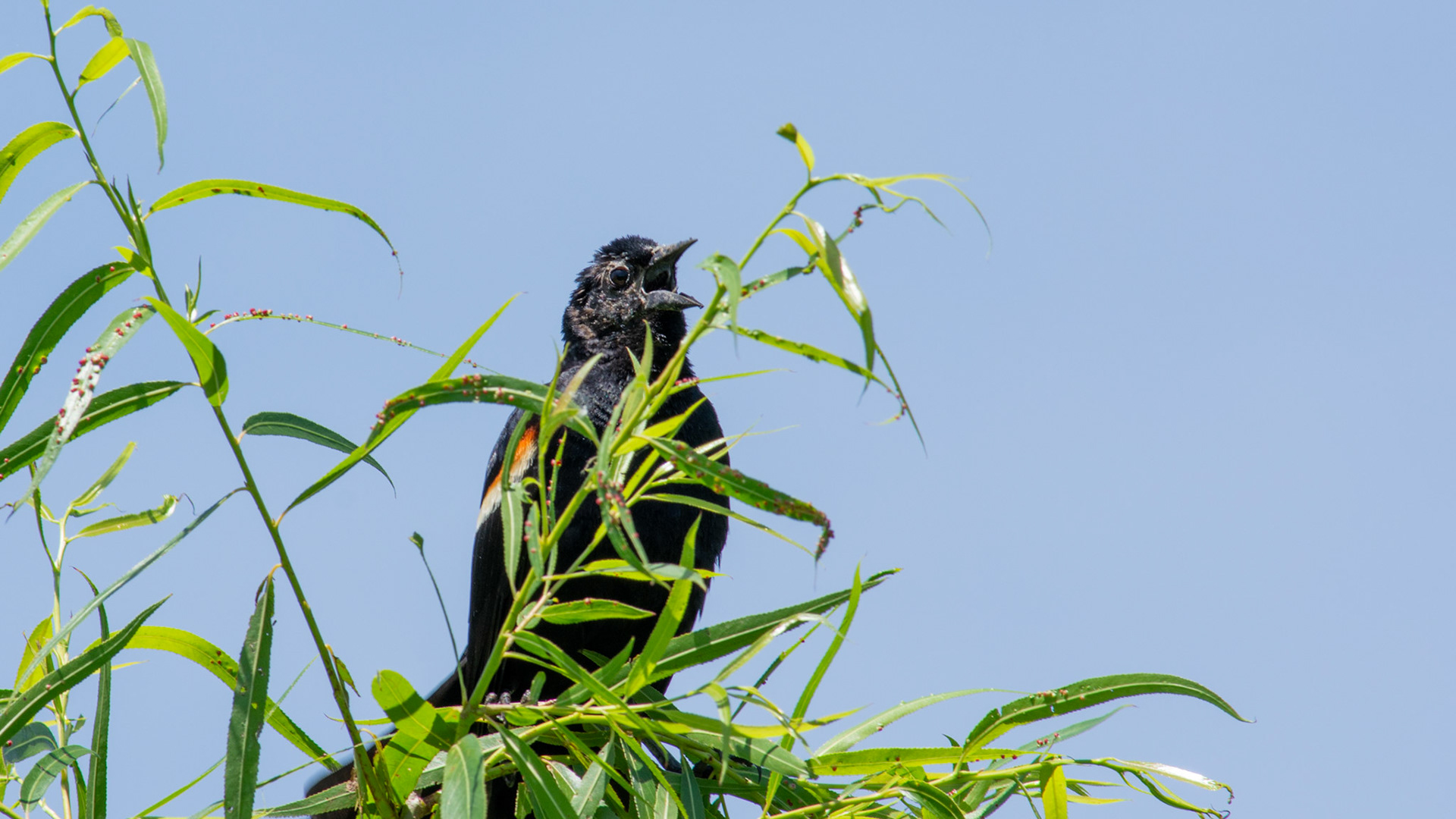Redwinged Blackbird @ Scioto Audubon Park