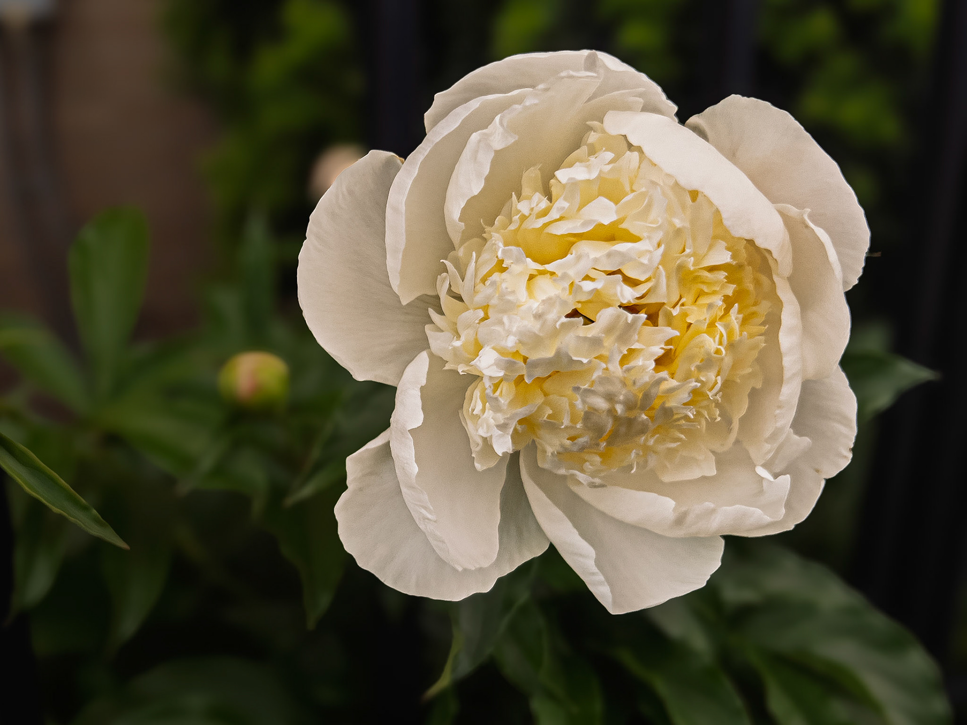 05/1/2026-⁨Harrison West-⁨Columbus⁩, ⁨Ohio⁩ - Peony