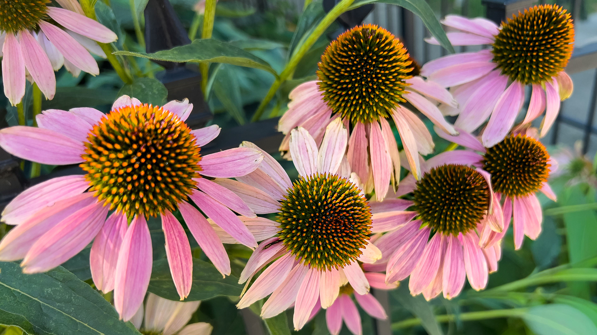 8/3/25-Victorian Village