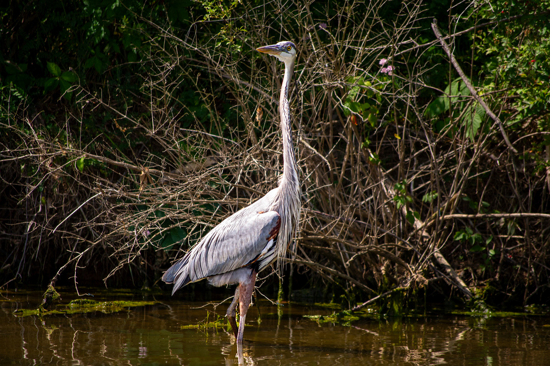 Great Blue Heron @ Rush Creek Lake,