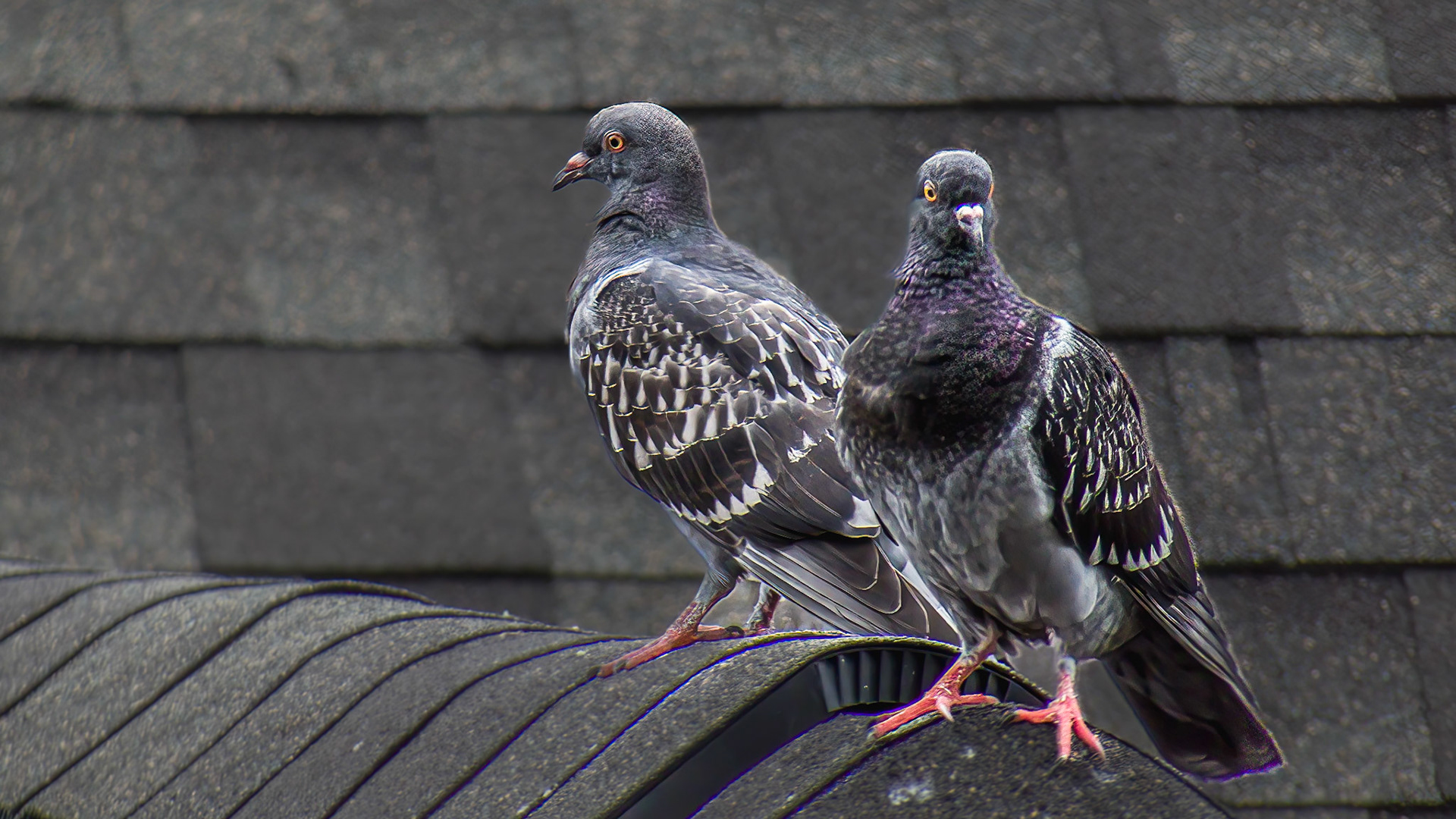 Rock Pigeon @ Harrison West, Columbus Oh