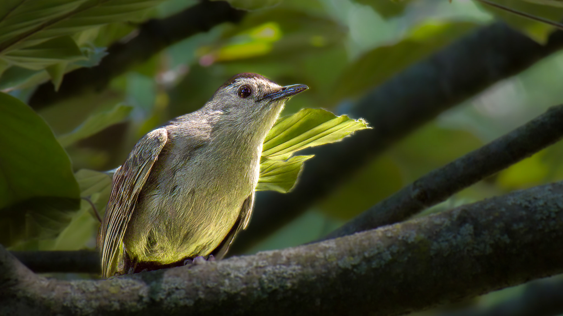 Gray Catbird @ Mount Royal,  Dover Pa